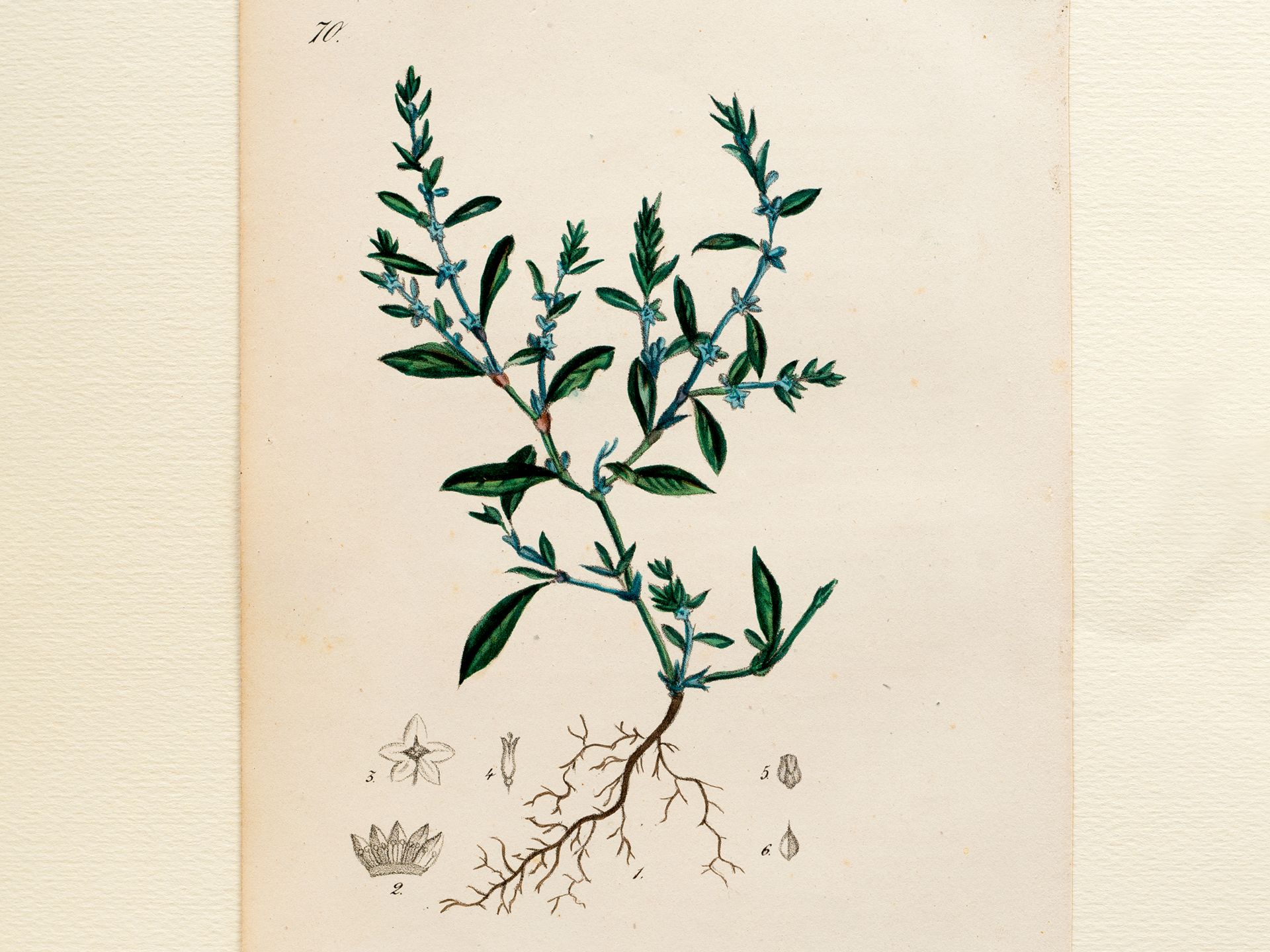 „Centinodia“ (Vogelknöterich), Tafel aus botanischem Manuskript, Kolorierter Stich