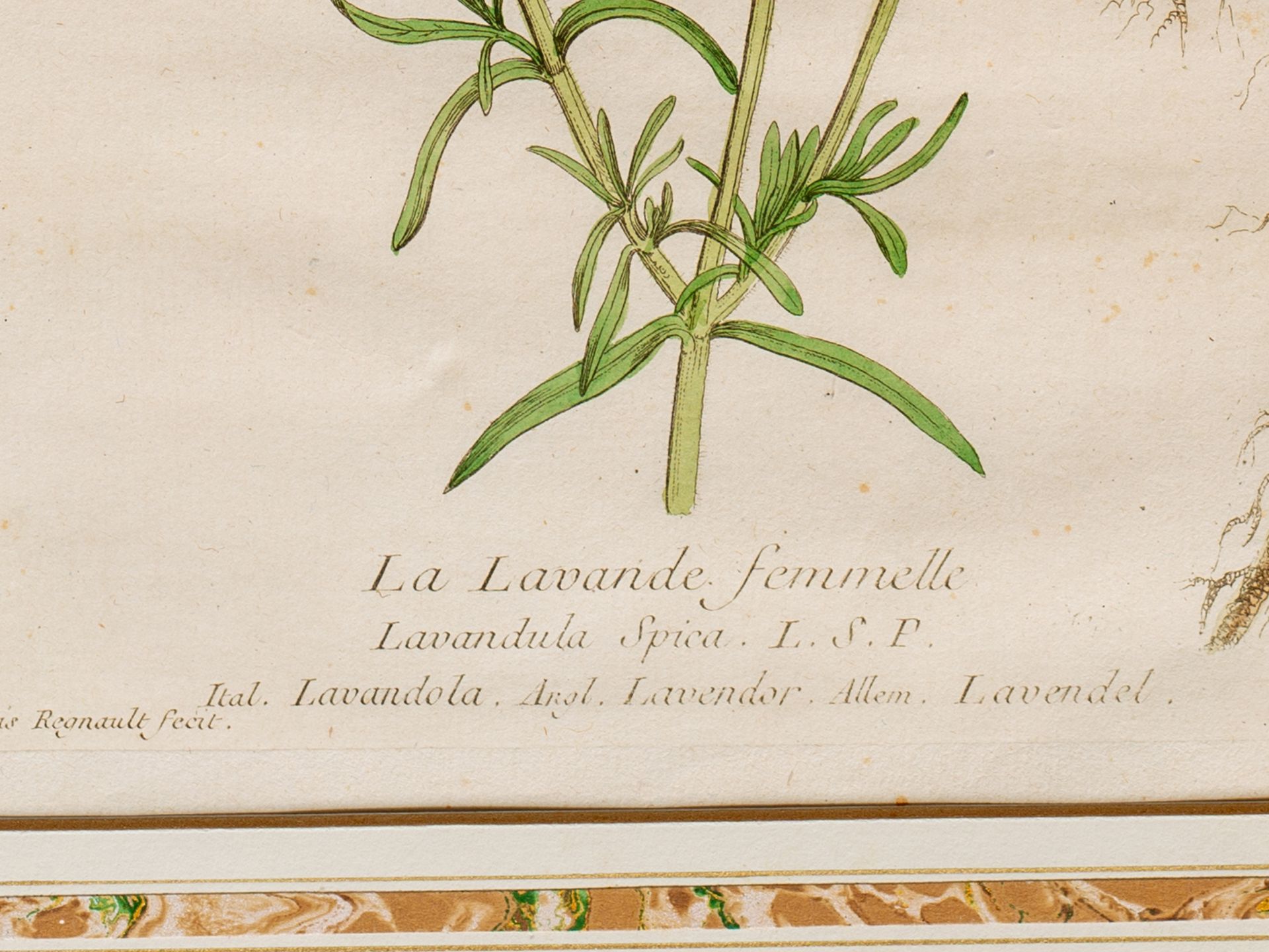 "La Lavande femmelle" (Lavender), Plate from botanical manuscript - Image 4 of 4