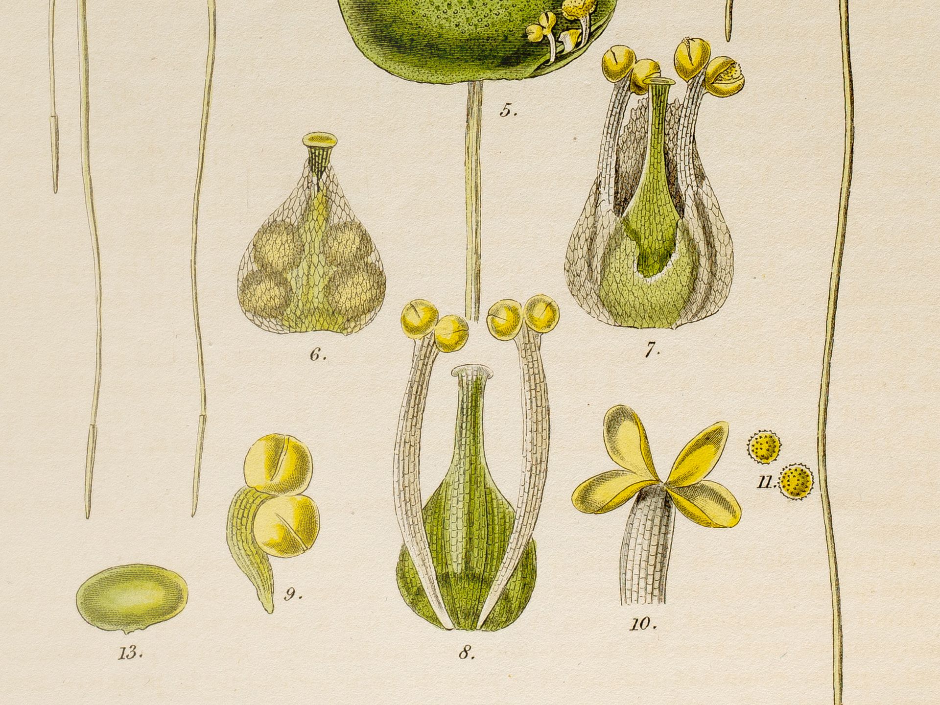 „Lemna minor“ (Kleine Wasserlinse), Tafel aus botanischem Manuskript - Bild 2 aus 2