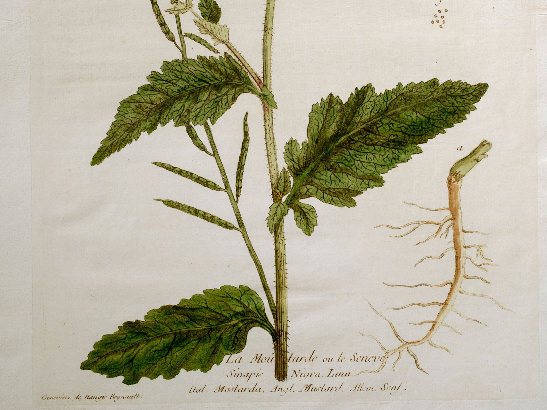 „La Moutarde ou le Senevé“, Tafel aus botanischem Manuskript - Bild 2 aus 3