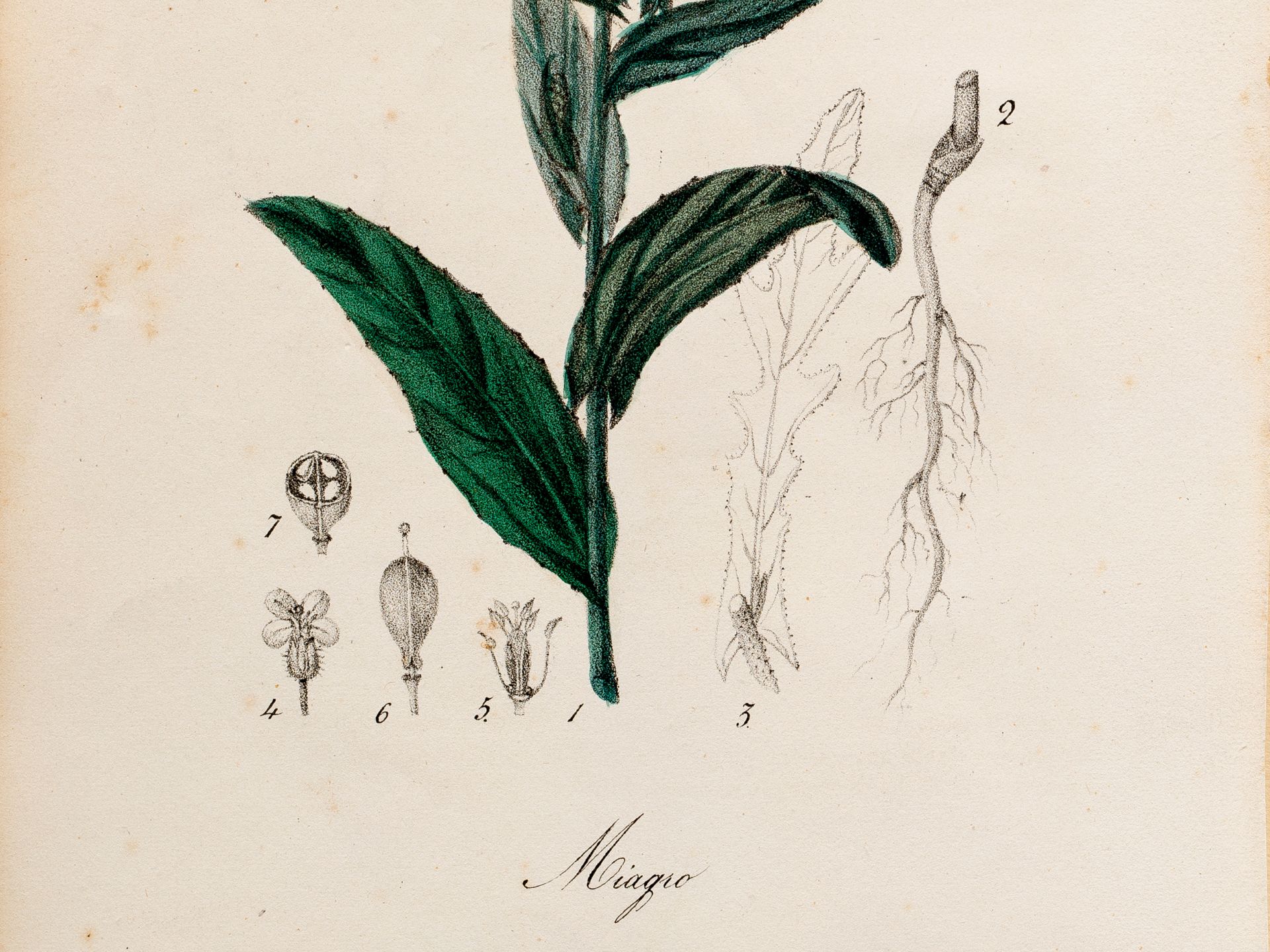 „Miagro“ (Kreuzblütler), Tafel aus botanischem Manuskript, Kolorierter Stich - Bild 2 aus 2