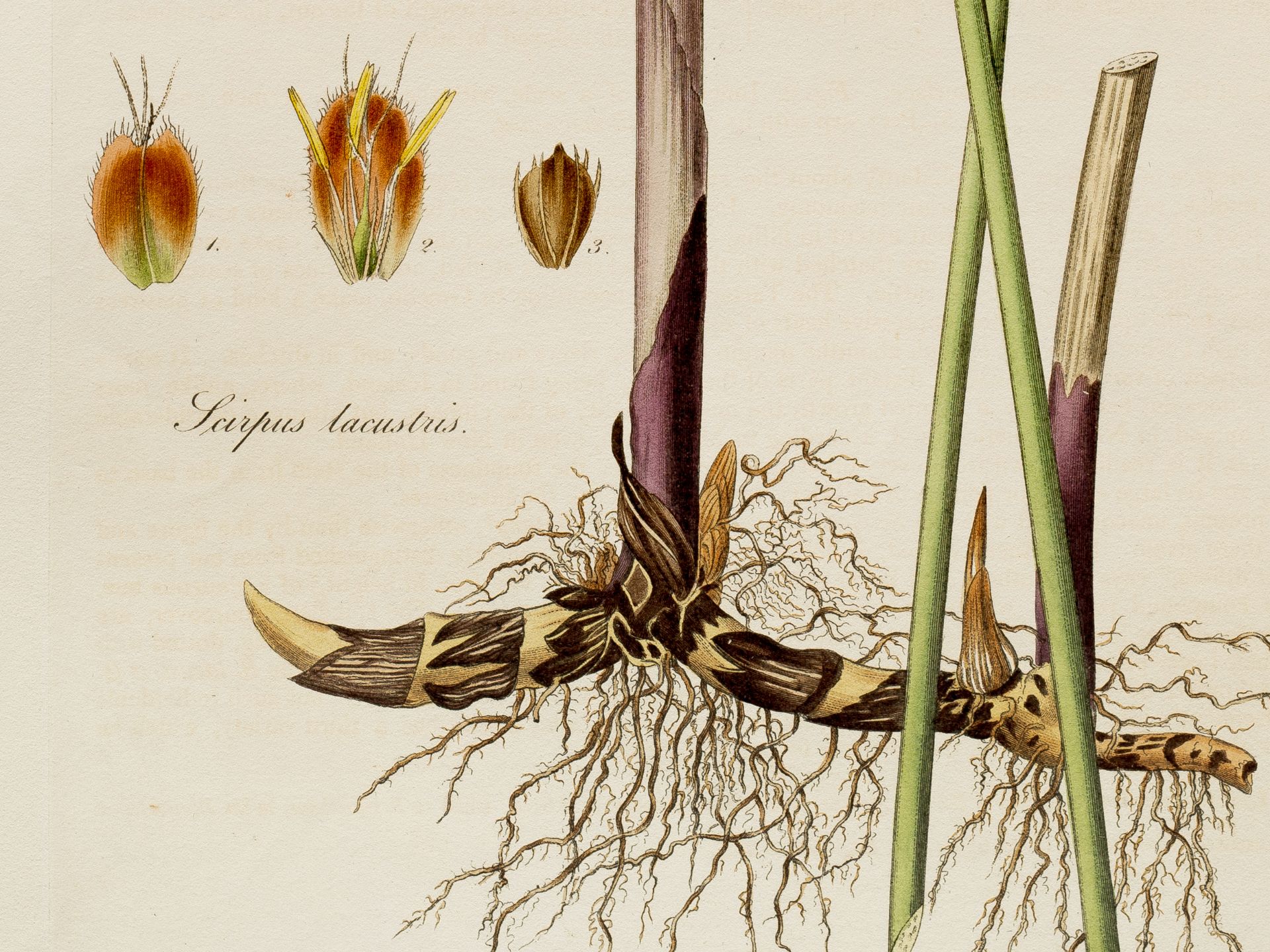 „Scirpus lacustris“ (Grüne Teichbinse), Tafel aus botanischem Manuskript, Aus „Flora Londinensis“ - Bild 2 aus 2