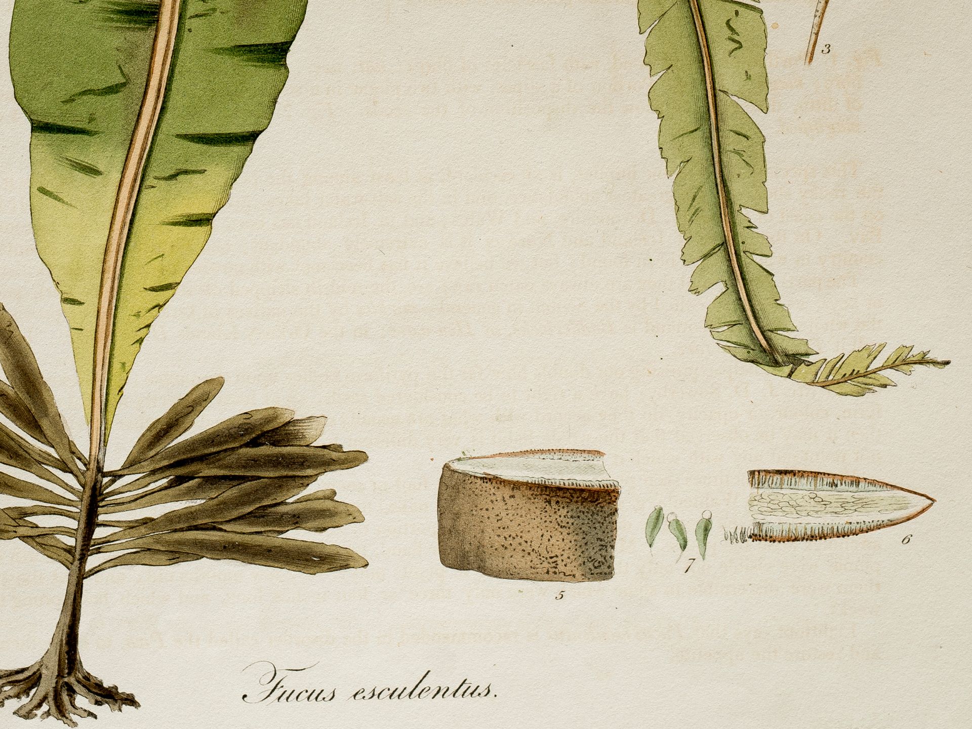 „Fucus esculentus“ (Algen), Tafel aus botanischem Manuskript - Bild 2 aus 2