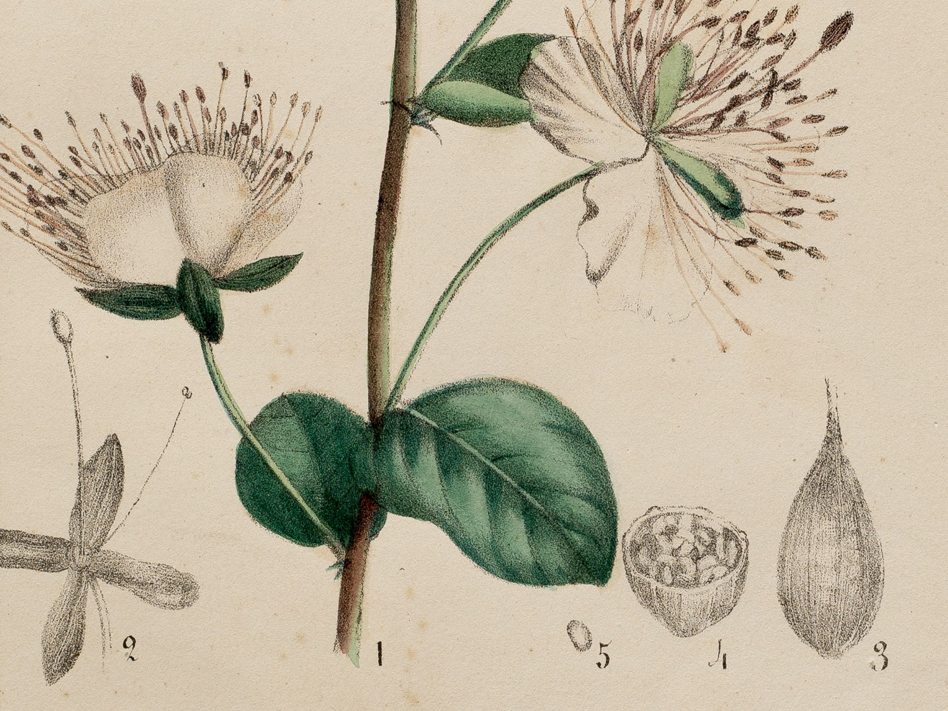 "Cappari" (caper), Plate from botanical manuscript, Coloured engraving - Image 2 of 2