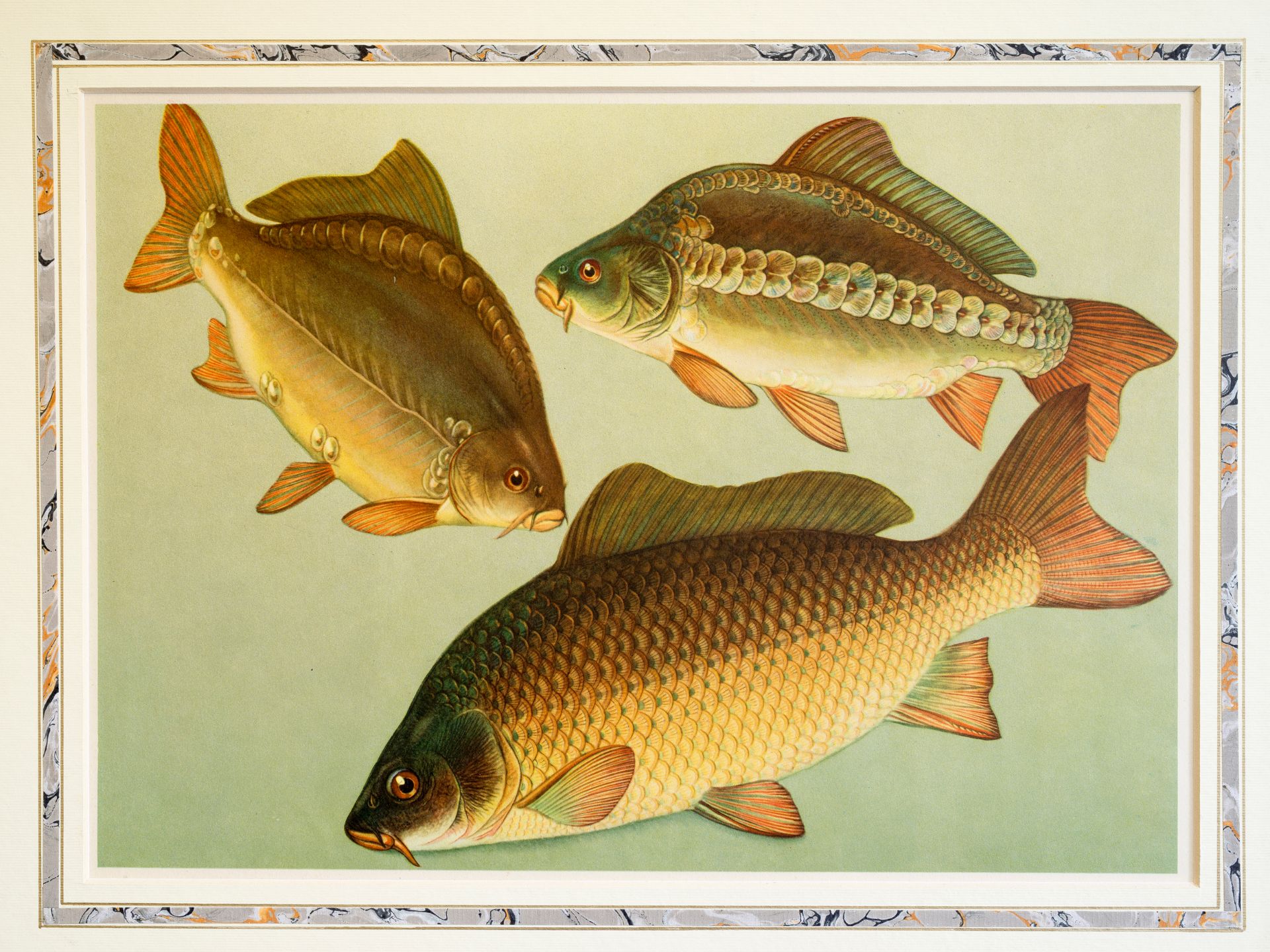 "Three carp", Probably from a treatise on fish species, Lithography