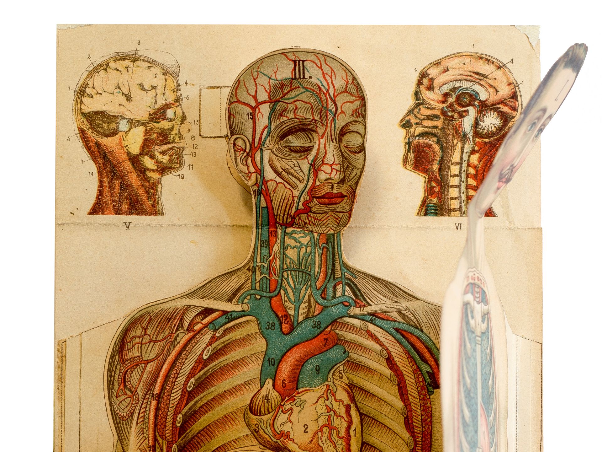 "Whole body anatomy model", Fold-out, From: Friedrich Eduard Bilz - Image 5 of 8