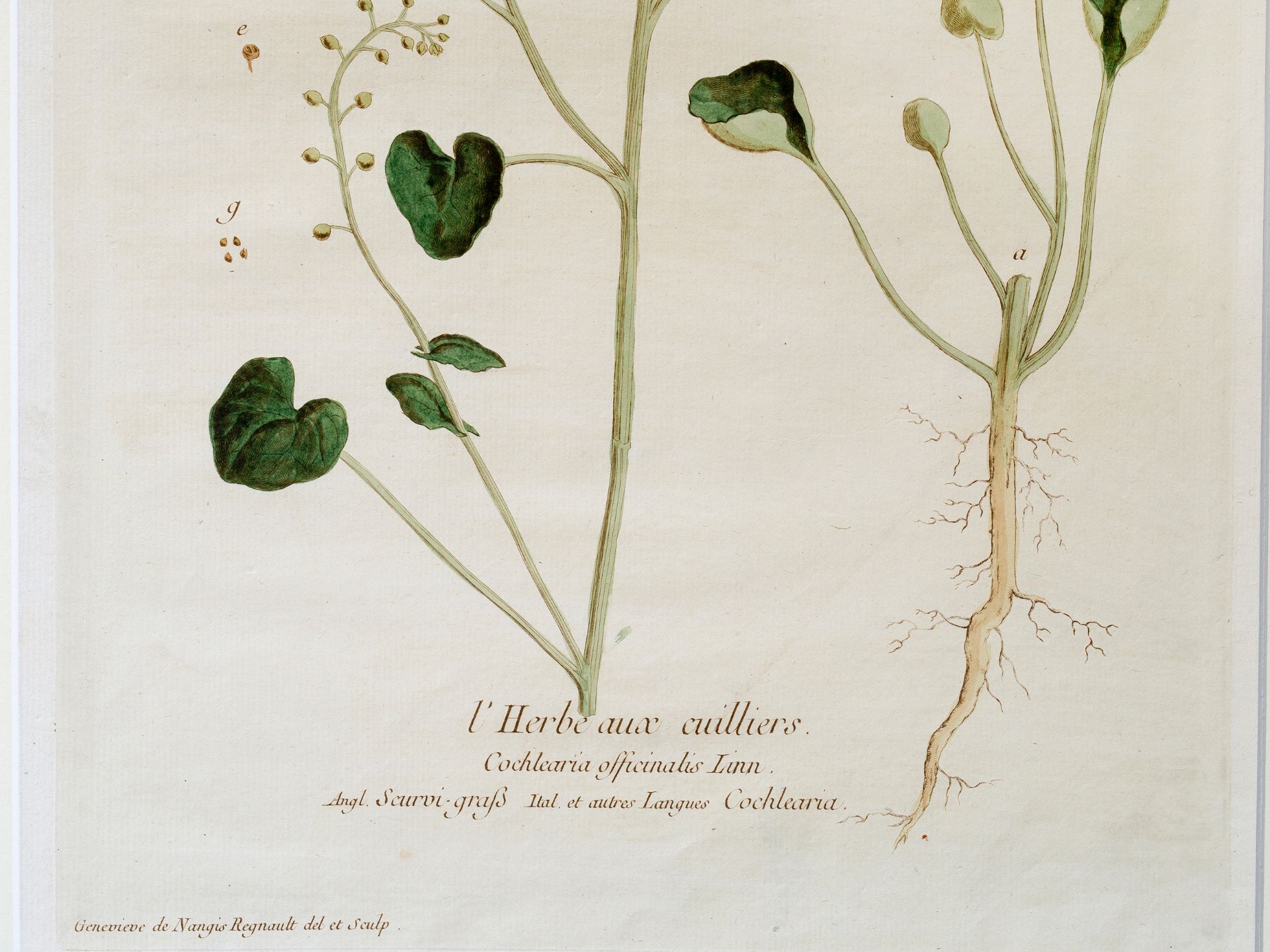 „L’Herbe aux Cuillers, ou Cochléaria“, Tafel aus botanischem Manuskript - Bild 2 aus 3