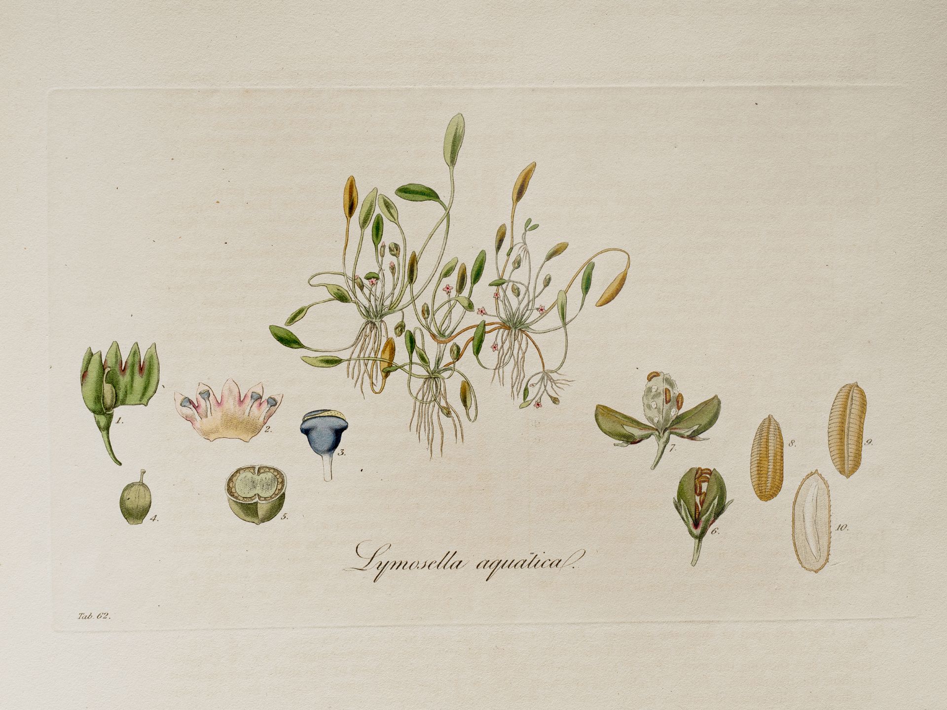 "Lymosella aquatica" (Mudflower), Plate from botanical manuscript