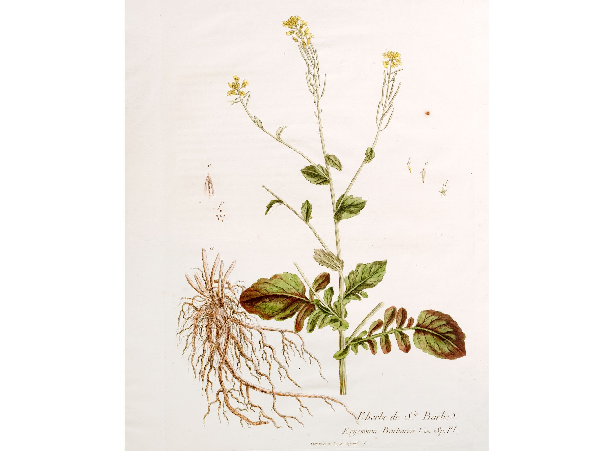 „L’berbe de S. Barbe“, Tafel aus botanischem Manuskript