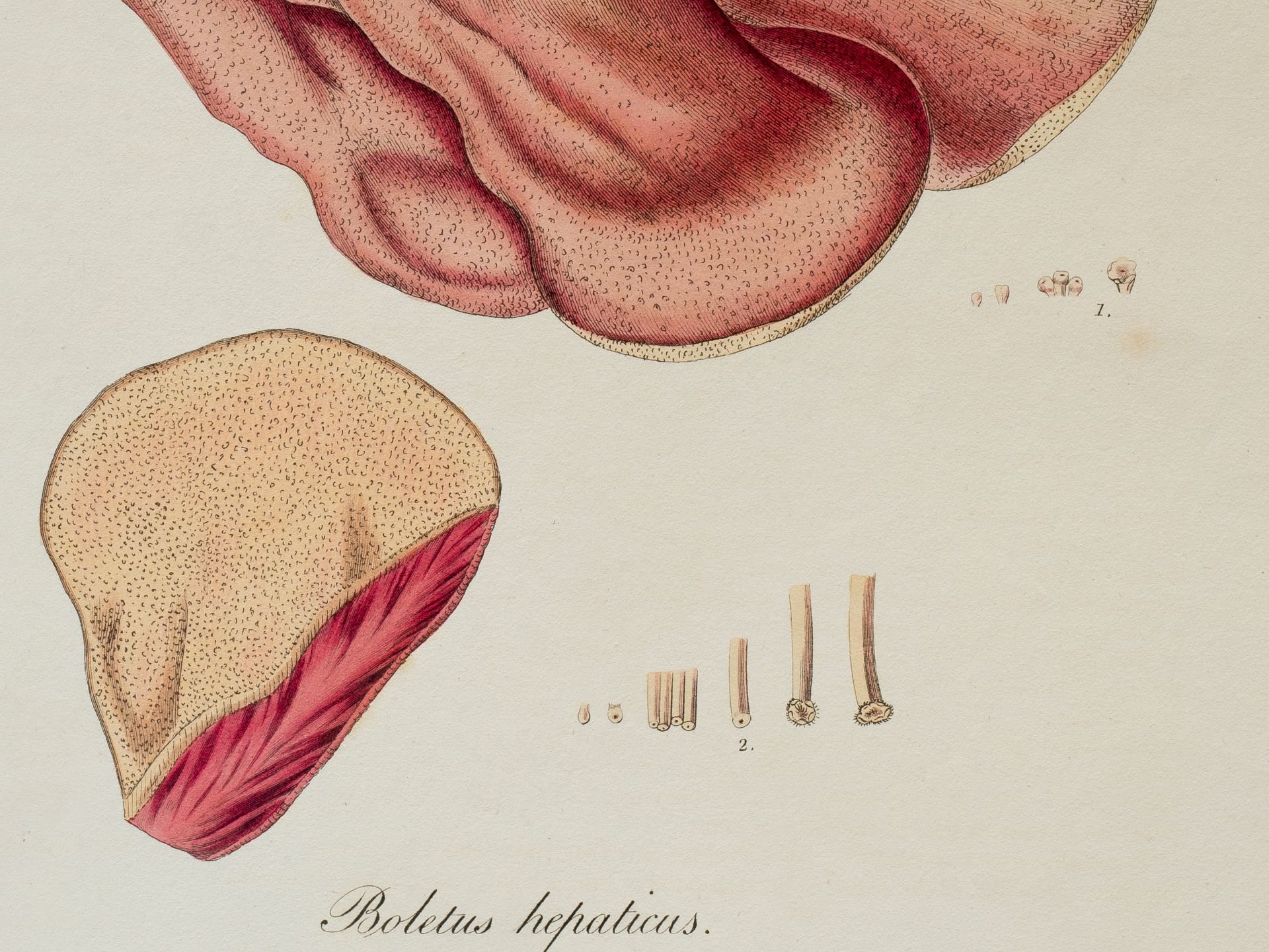 „Boletus hepaticus“ (Leberpilz), Tafel aus botanischem Manuskript - Bild 2 aus 2