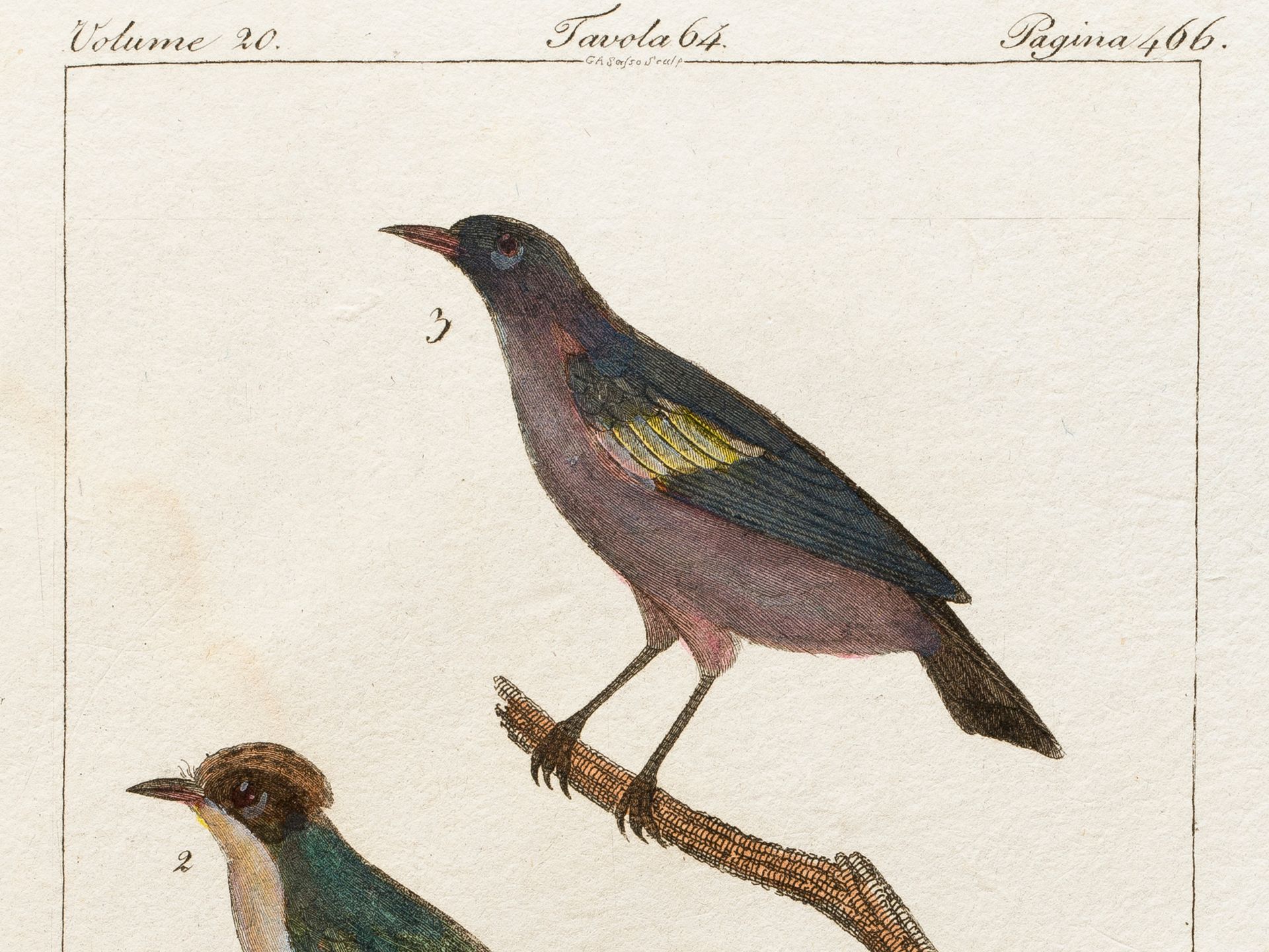 "Ficajolo" (3 subspecies), From an Italian treatise on bird species, Coloured engraving - Image 2 of 2