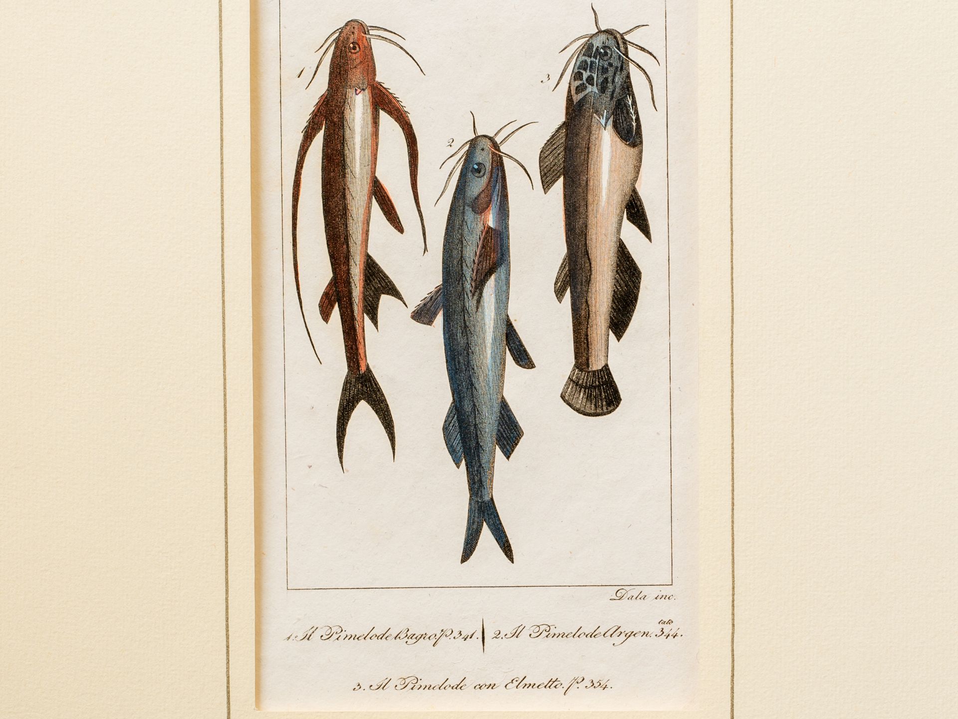 "Three slender catfish", From an Italian encyclopaedia on fish species