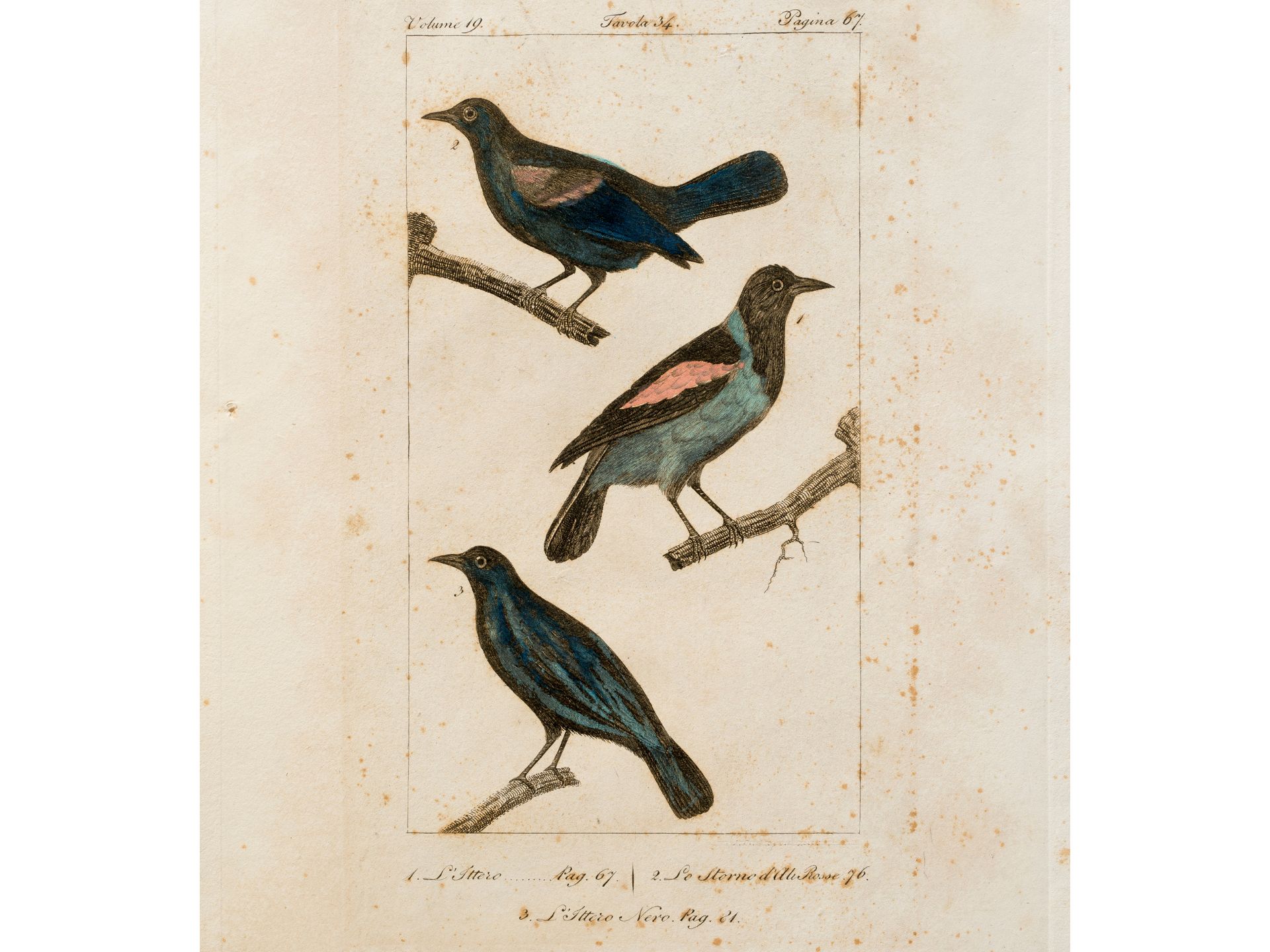 „Ittero/Storno“ (3 Unterarten), Aus einem italienischen Traktat über Vogelarten, Kolorierter Stich
