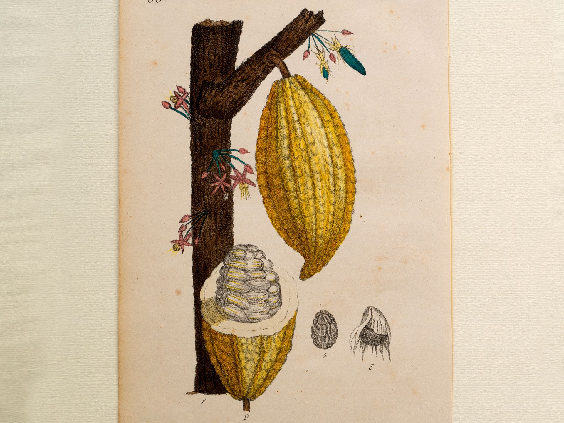 „Cacao (tronco e frutto)“ (Kakao), Tafel aus botanischem Manuskript, Kolorierter Stich