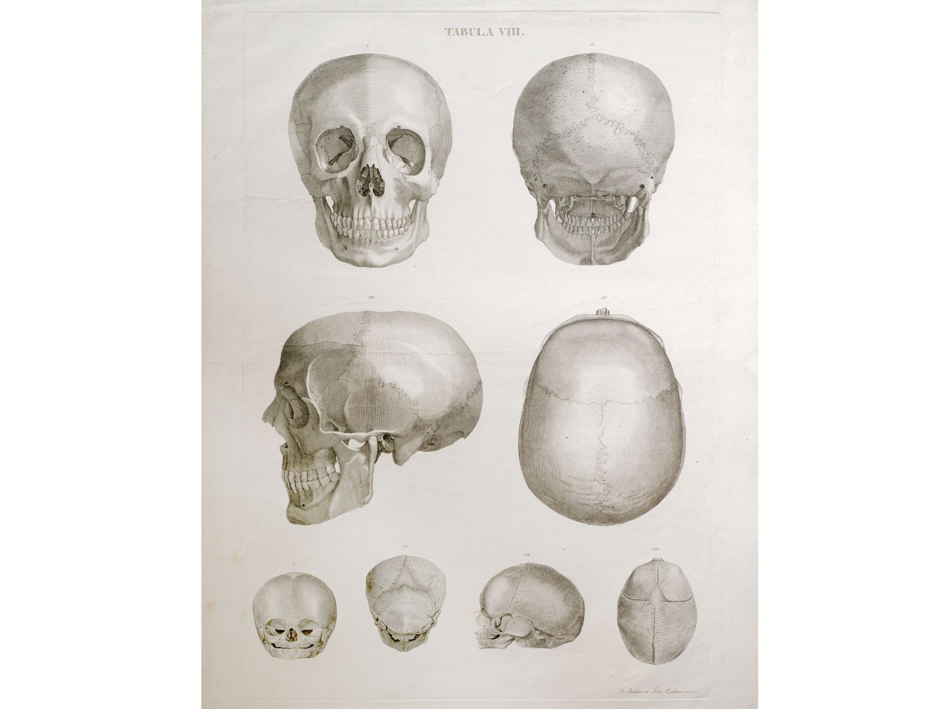 J. Ambrosi & Felix Zuliani, „Ansichten zweier Schädel“, Aus einem Traktat über Anatomie