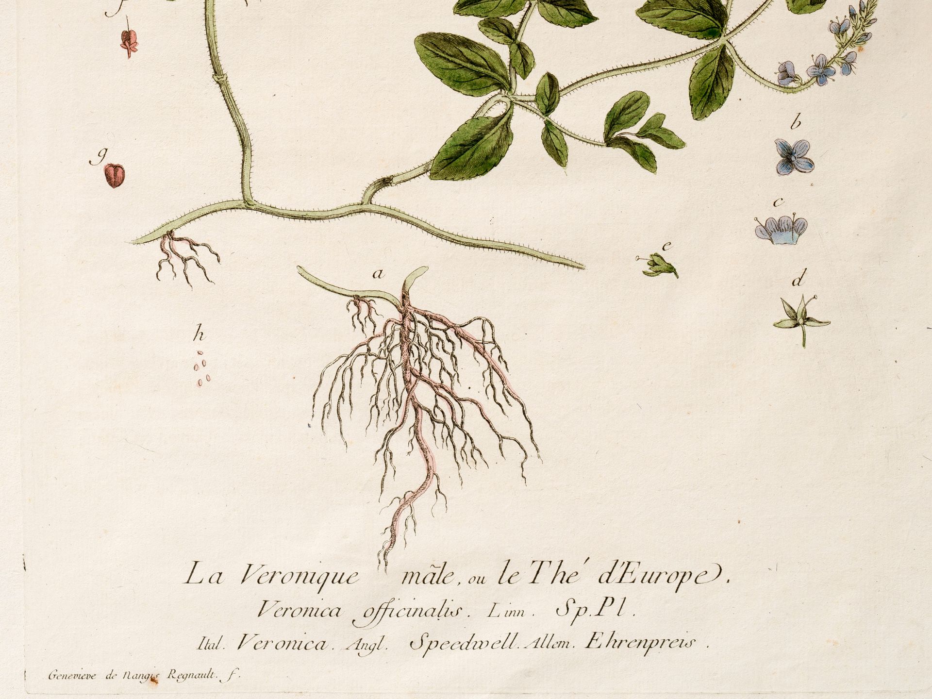 „La Véronique male, ou le Thé d‘Europe“, Tafel aus botanischem Manuskript - Bild 2 aus 3