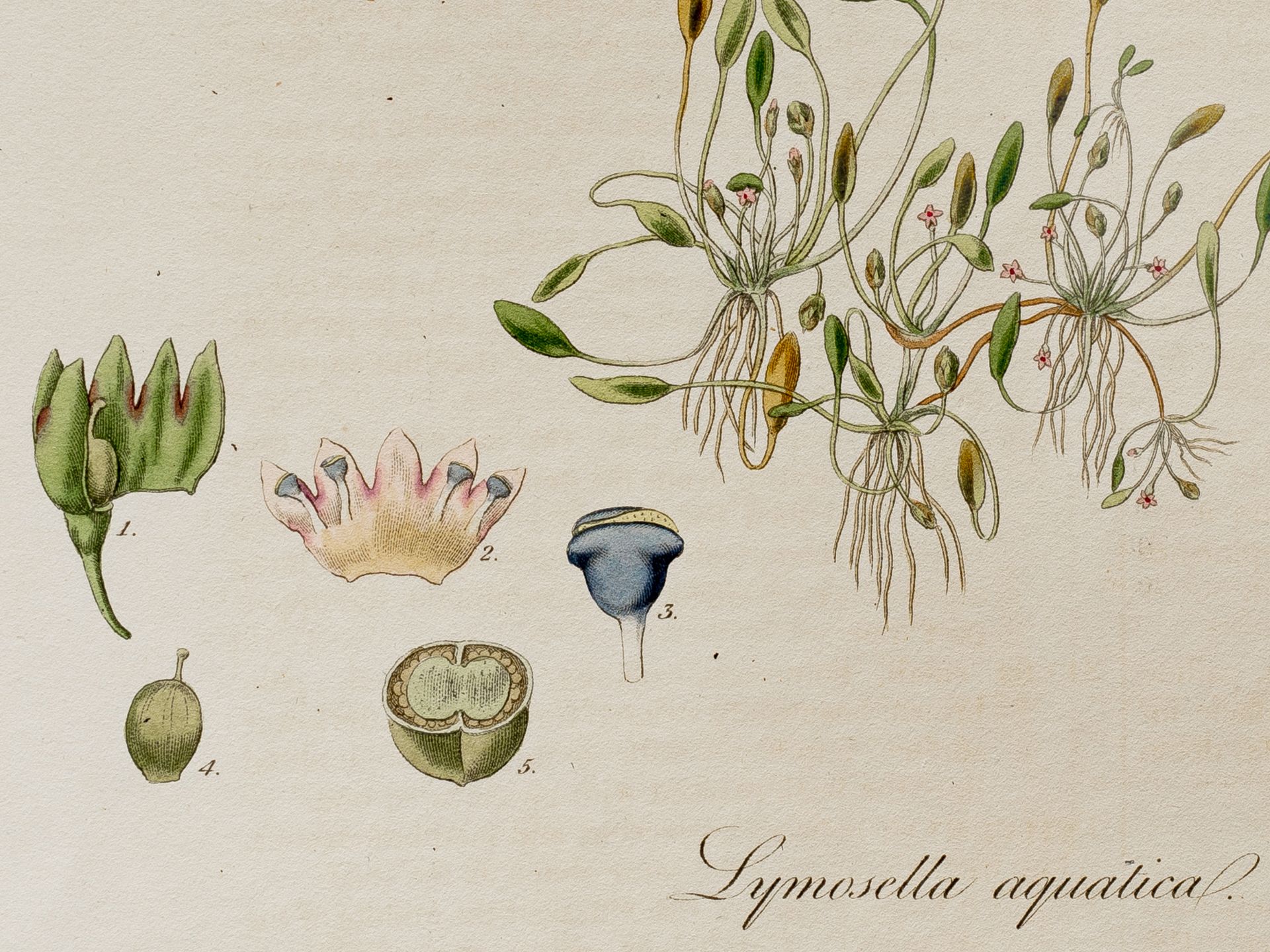 "Lymosella aquatica" (Mudflower), Plate from botanical manuscript - Image 2 of 2