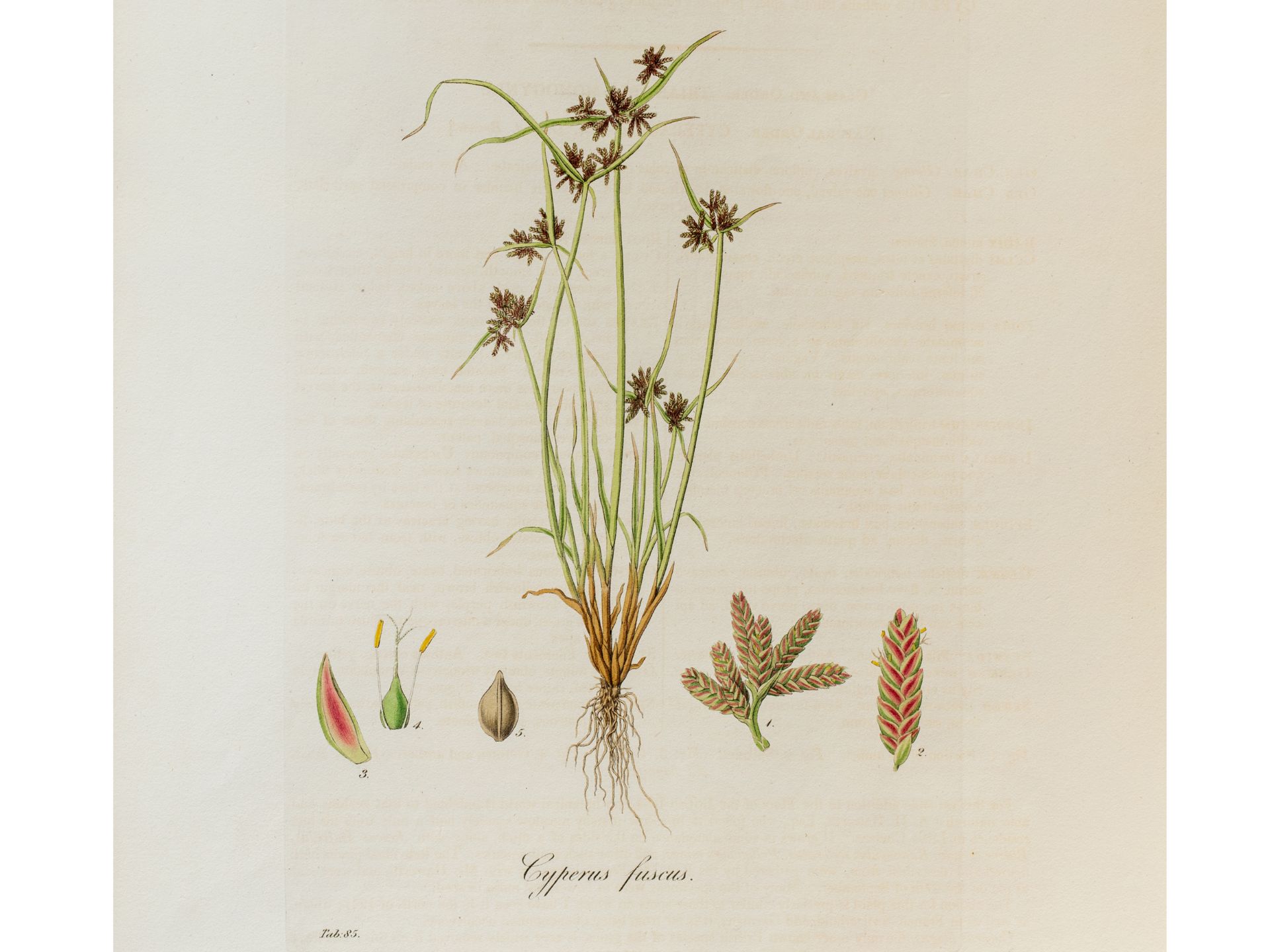 „Cyperus fuscus“ (Braunes Zypergras), Tafel aus botanischem Manuskript