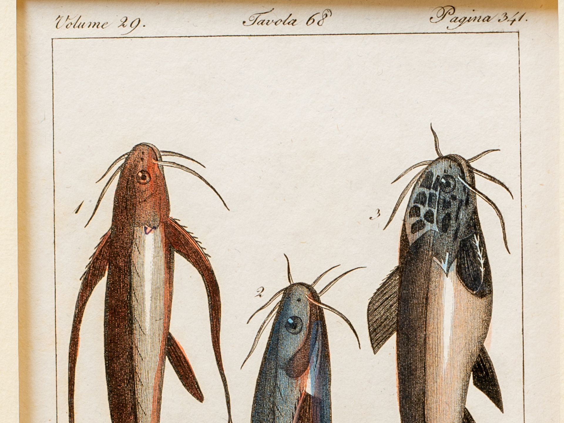 "Three slender catfish", From an Italian encyclopaedia on fish species - Image 2 of 3