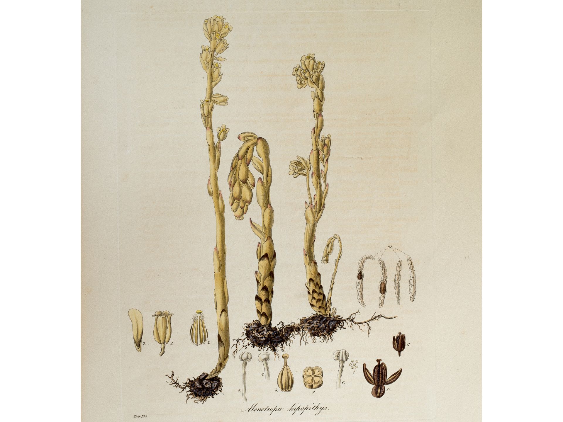 „Monotropa hipopithys“ (Fichtenspargel), Tafel aus botanischem Manuskript