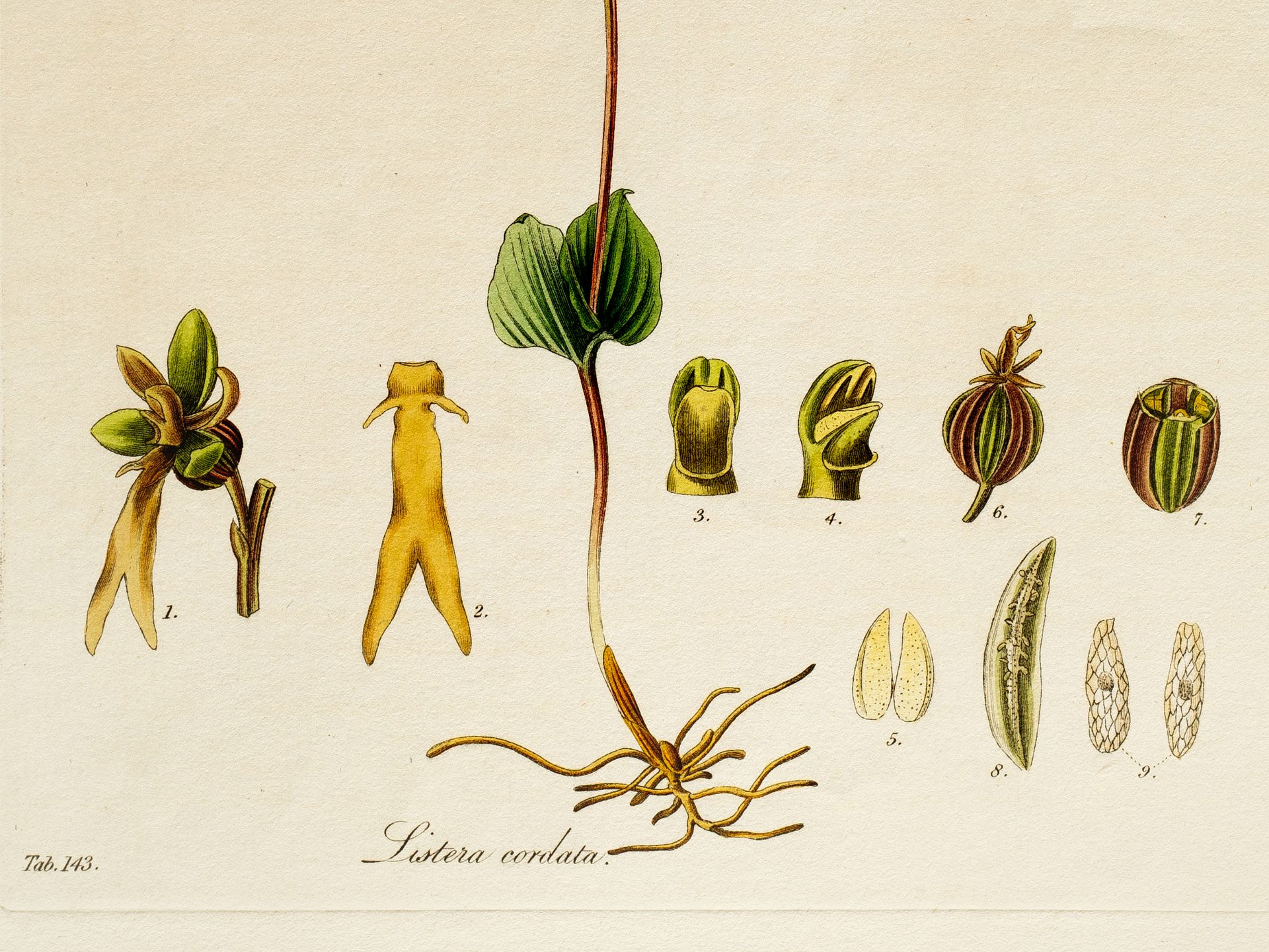 „Listera cordata“ (Kleines Zweiblatt), Tafel aus botanischem Manuskript - Bild 2 aus 2