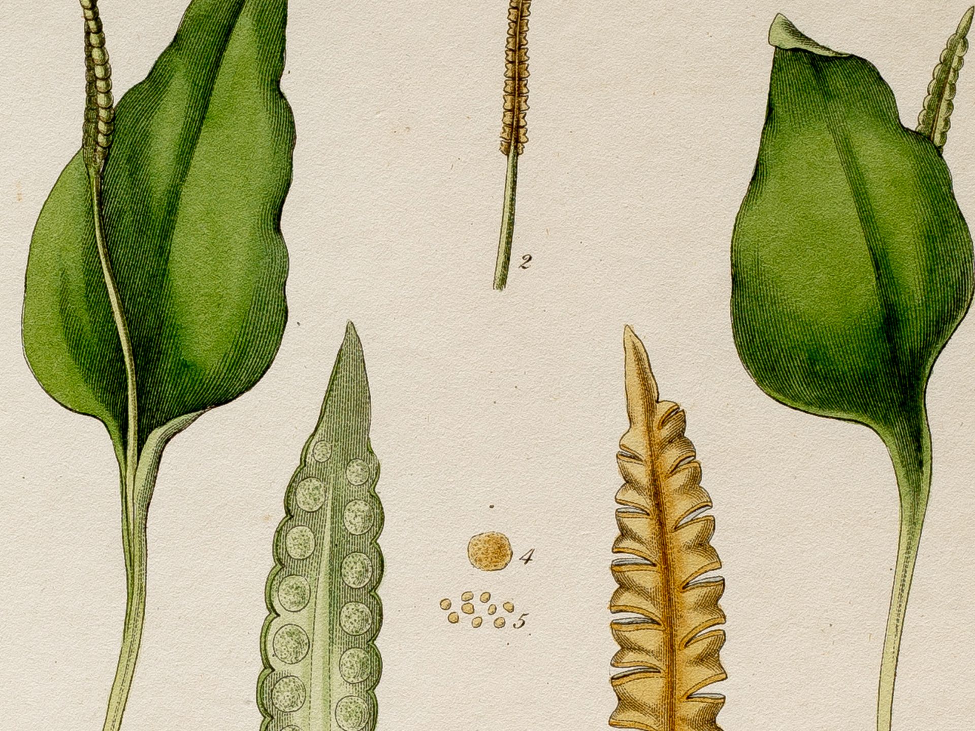 "Ophioglossum vulgatum" (common adder's tongue), Plate from botanical manuscript - Image 2 of 2