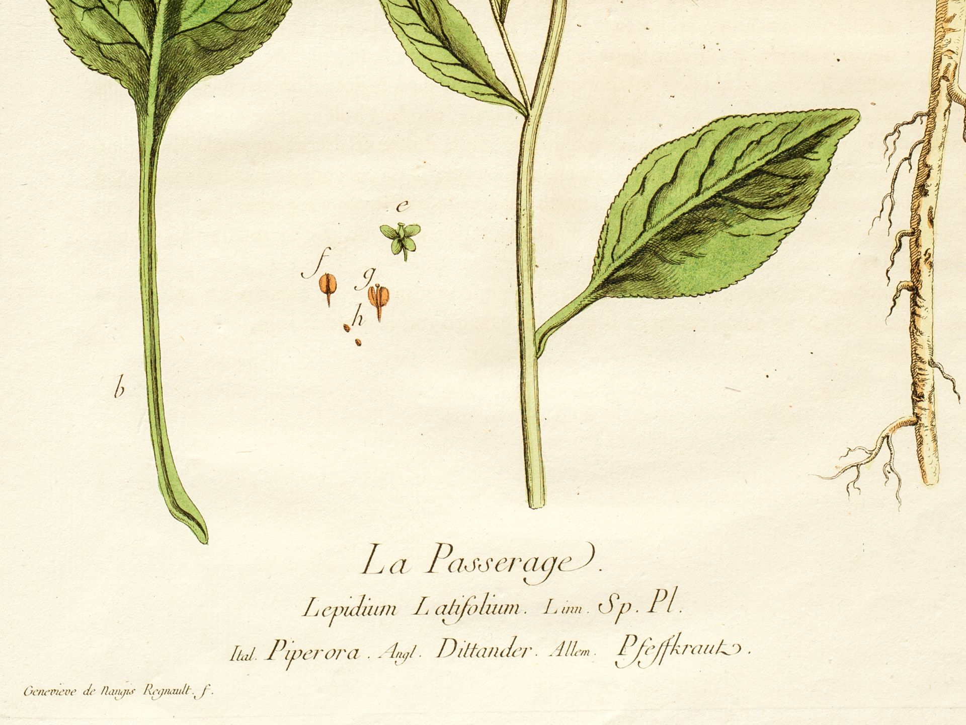 „La Passerage“ (Pfeilkresse), Tafel aus botanischem Manuskript - Bild 3 aus 3