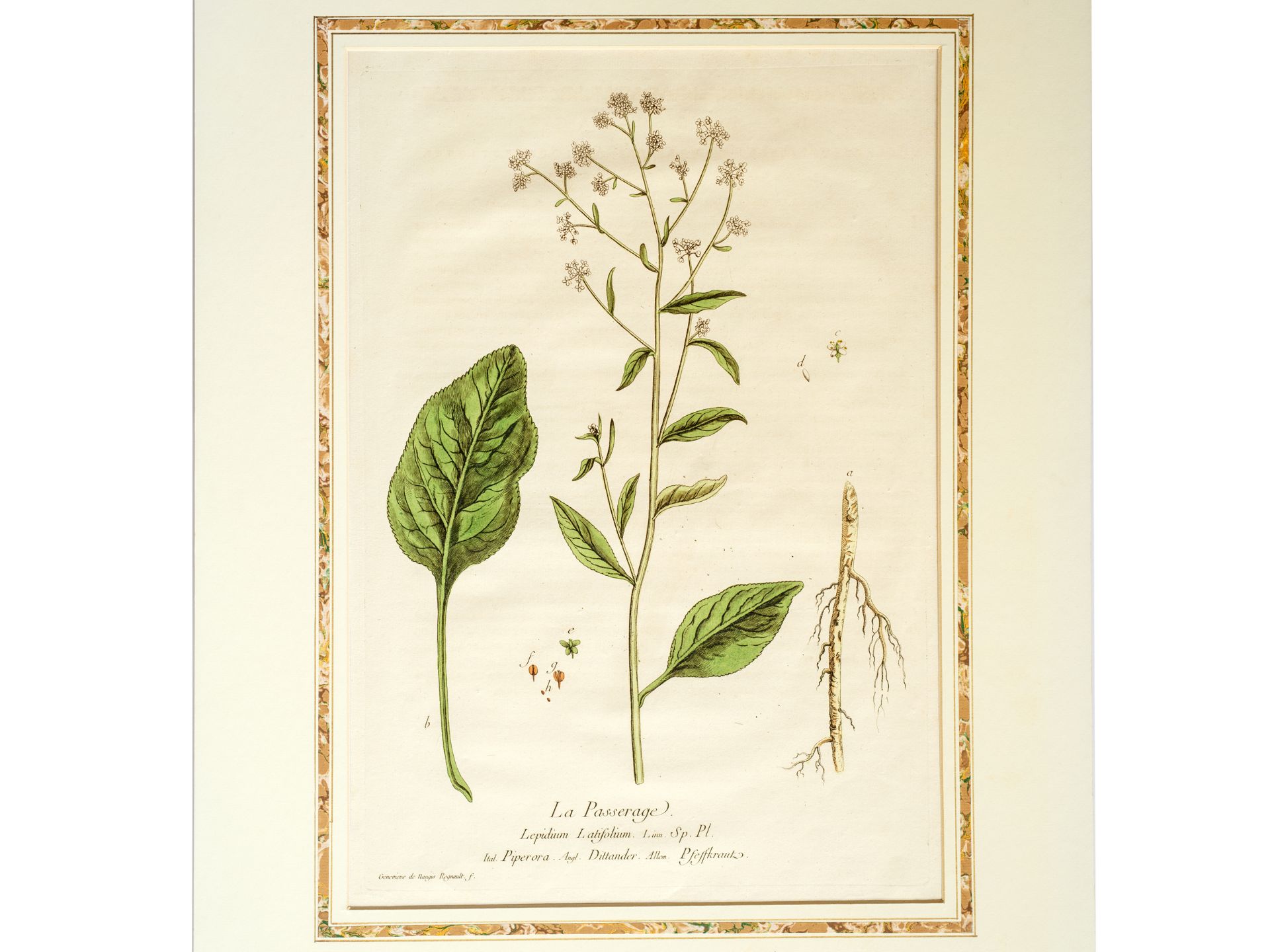 „La Passerage“ (Pfeilkresse), Tafel aus botanischem Manuskript