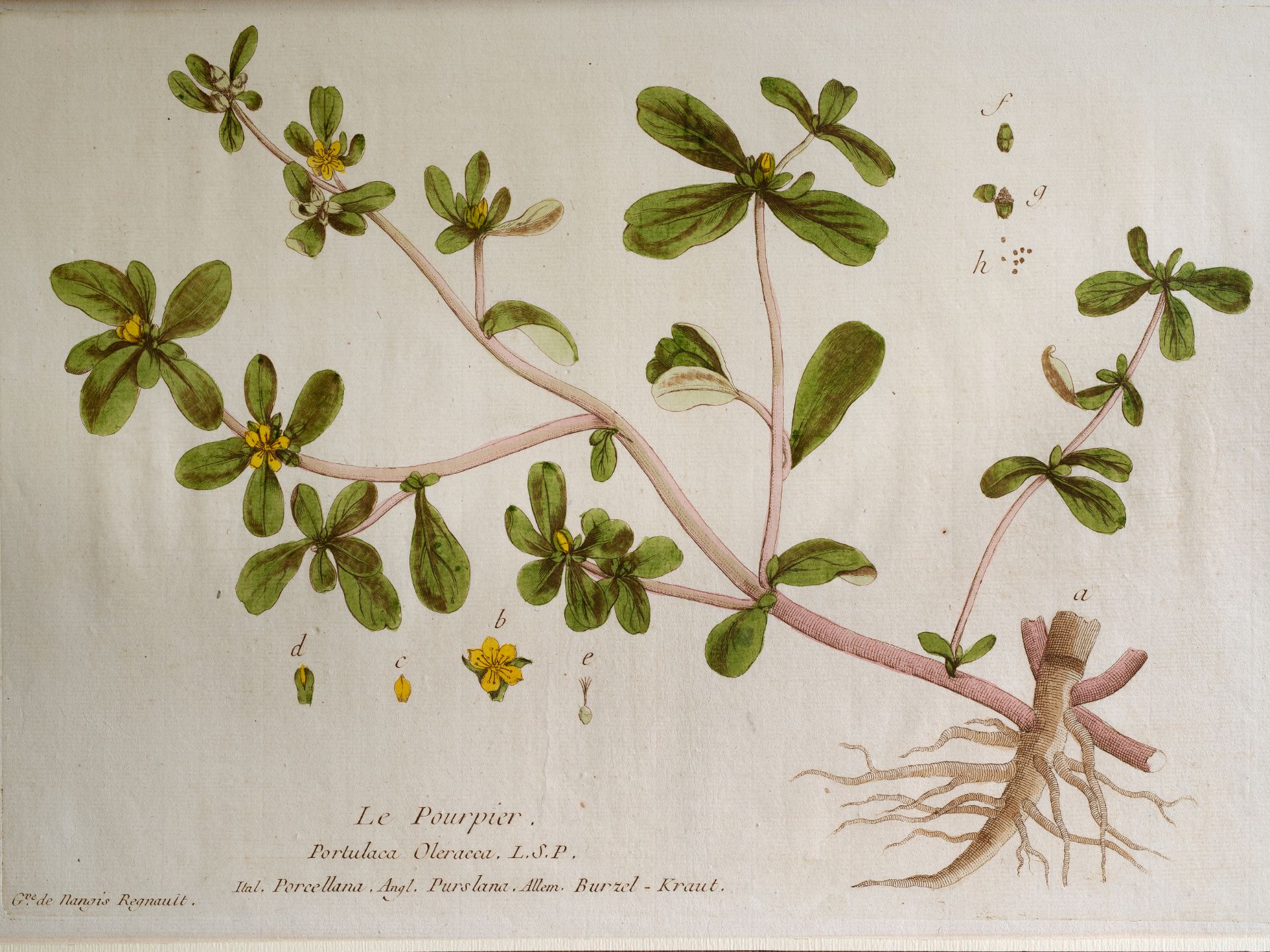 „Le Pourpier“, Tafel aus botanischem Manuskript