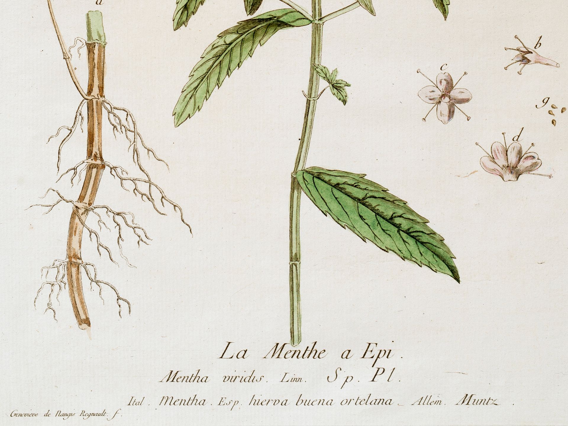 „La Menthe a Épi“, Tafel aus botanischem Manuskript - Bild 2 aus 3