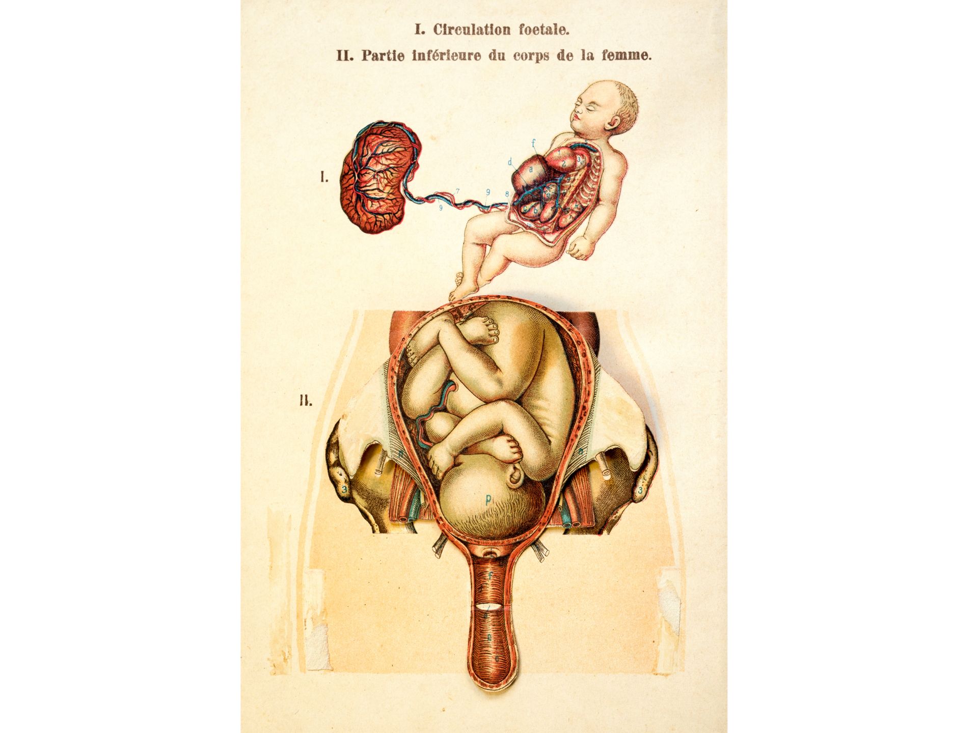 „I. Circulation foetal. II. Partie inférieure du corps de la femme“ - Bild 2 aus 3