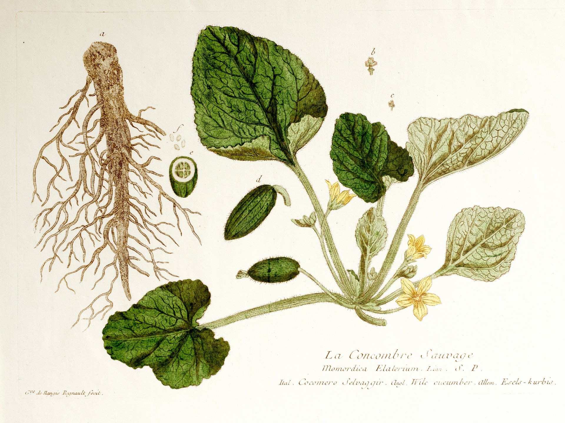 „Le Concombre Sauvage“, Tafel aus botanischem Manuskript