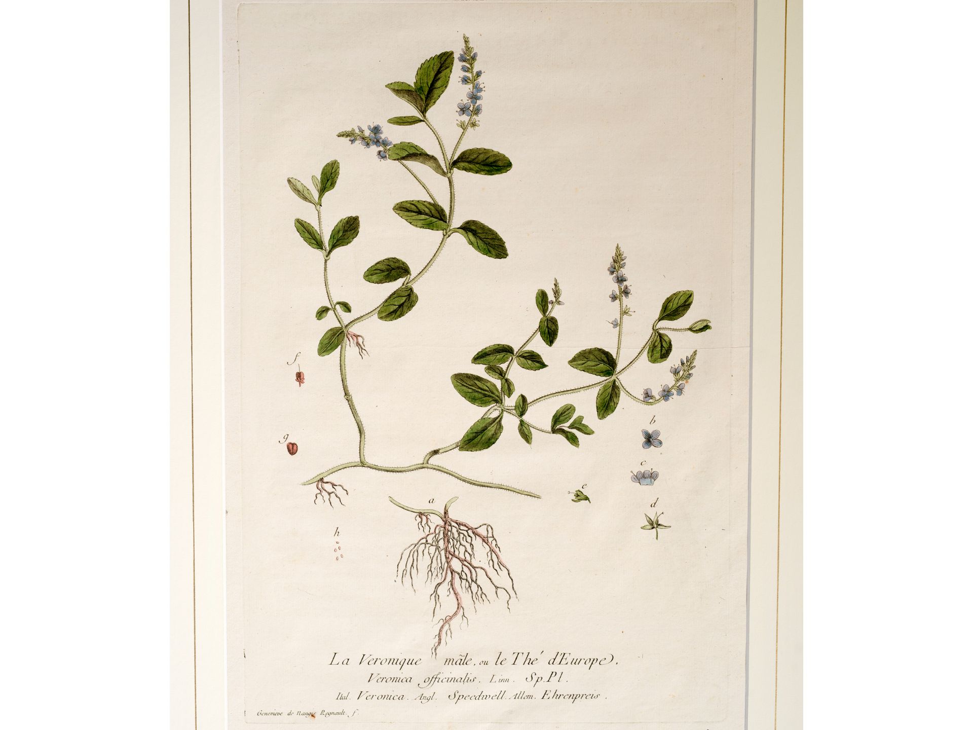 „La Véronique male, ou le Thé d‘Europe“, Tafel aus botanischem Manuskript