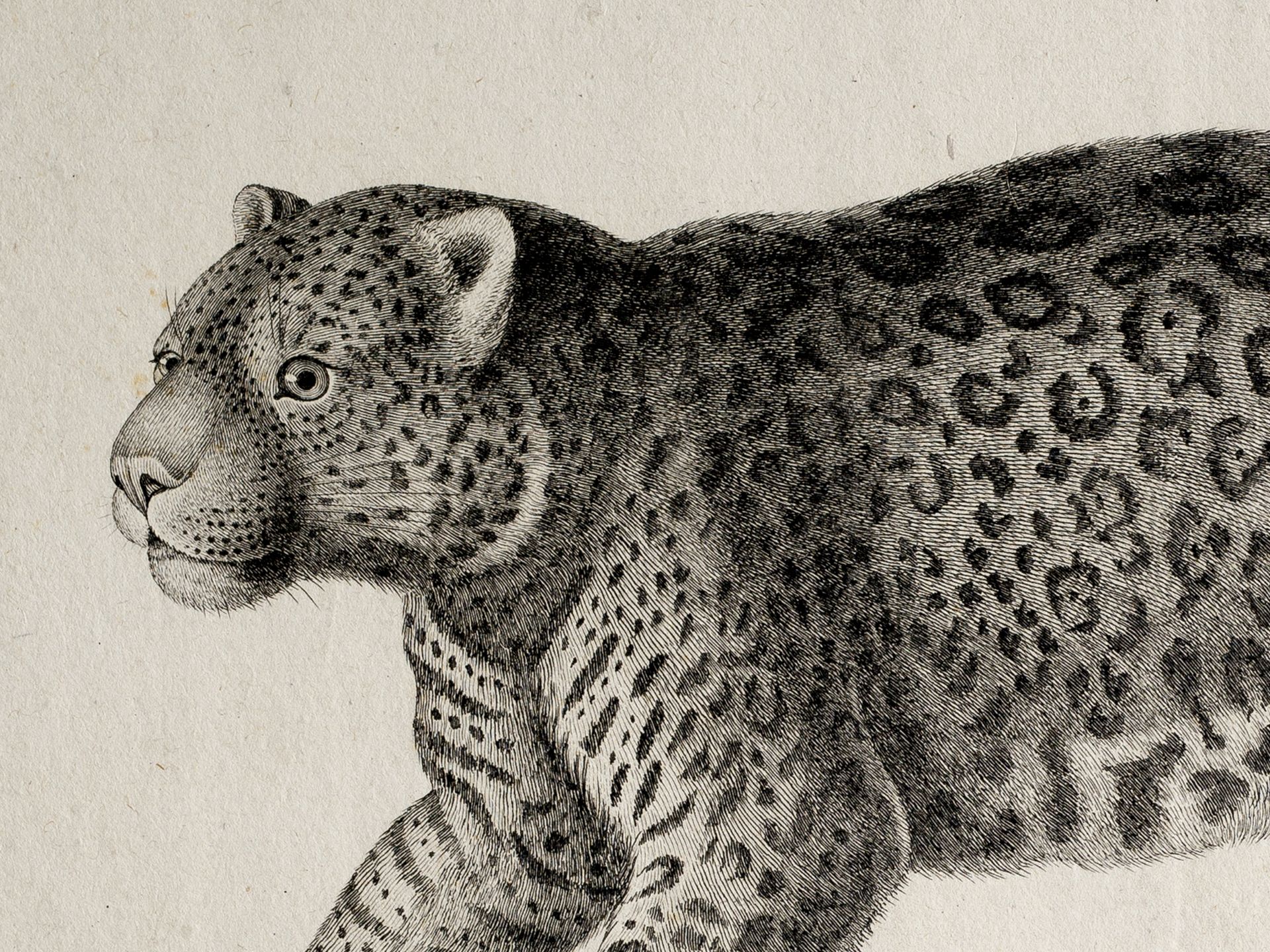 Le Yagouarété D'Az. Le Jaguar. Dessiné d'après nature vivante - Image 2 of 2