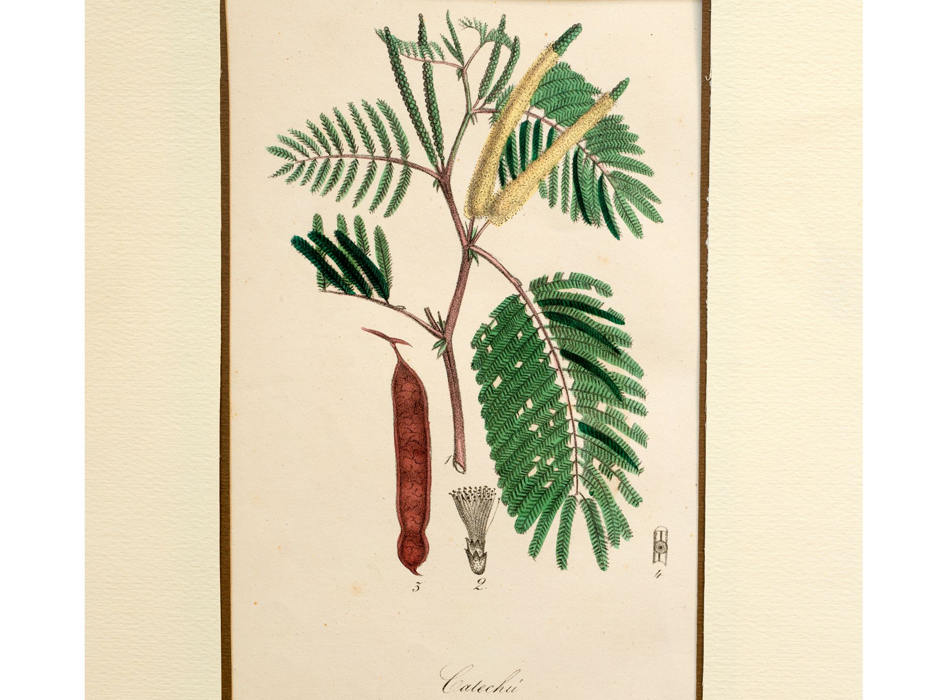 „Catechu“ (Akazie), Tafel aus botanischem Manuskript, Kolorierter Stich