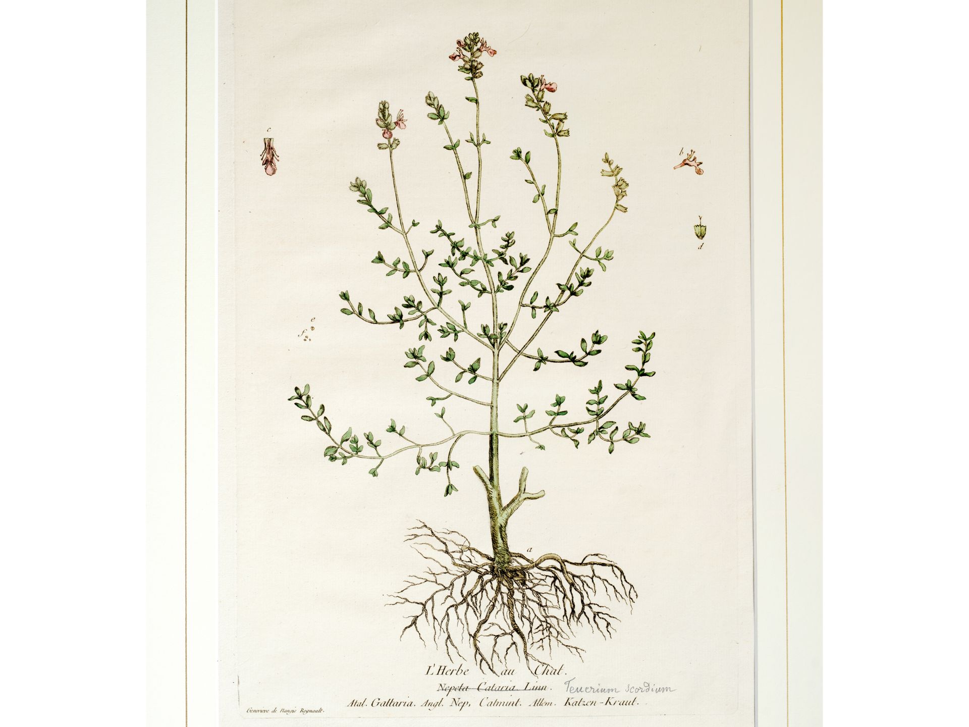 „L’Herbe au Chat“, Tafel aus botanischem Manuskript