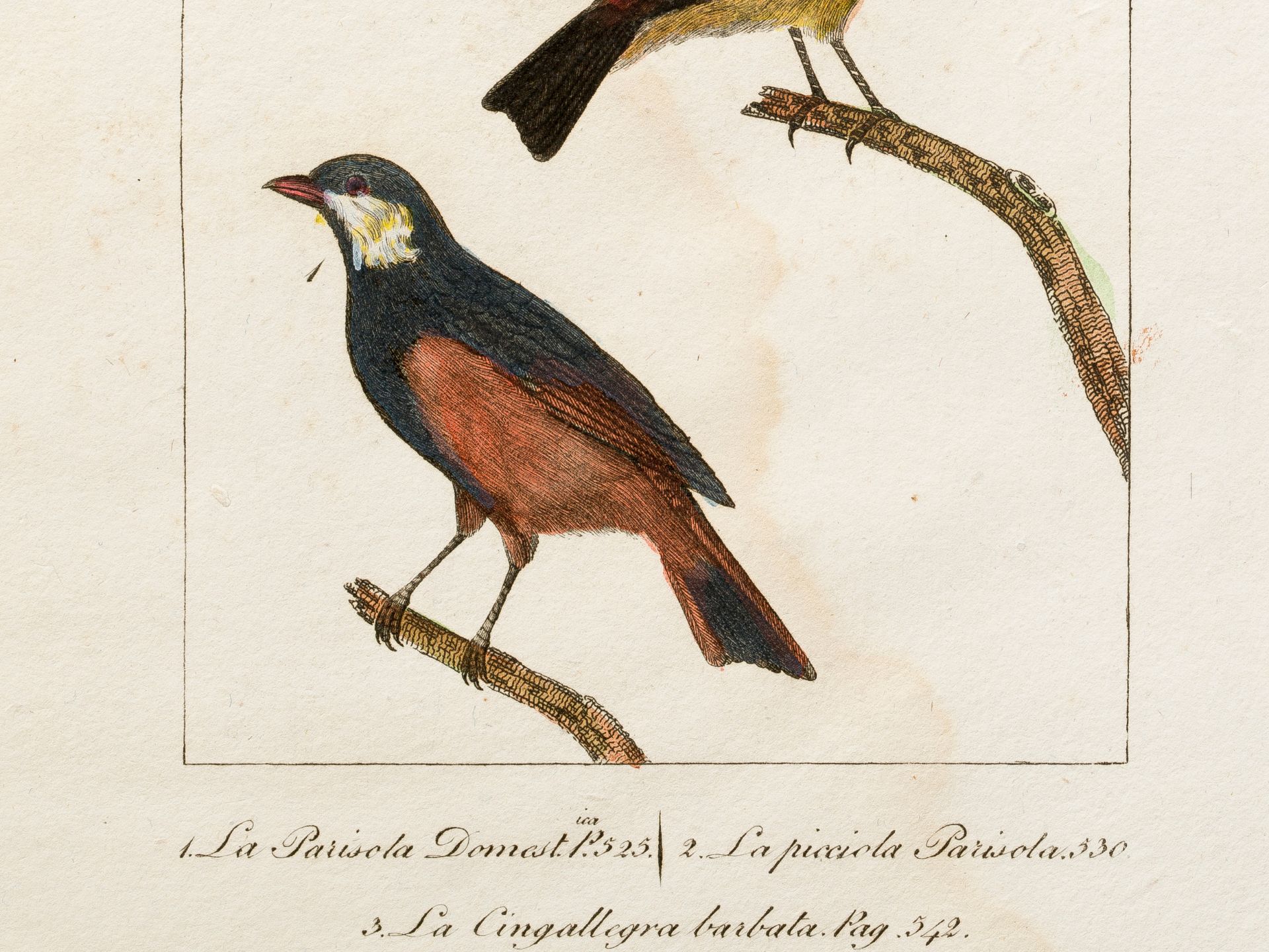 "Parisola" (3 subspecies), From an Italian treatise on bird species, Coloured engraving - Image 2 of 2