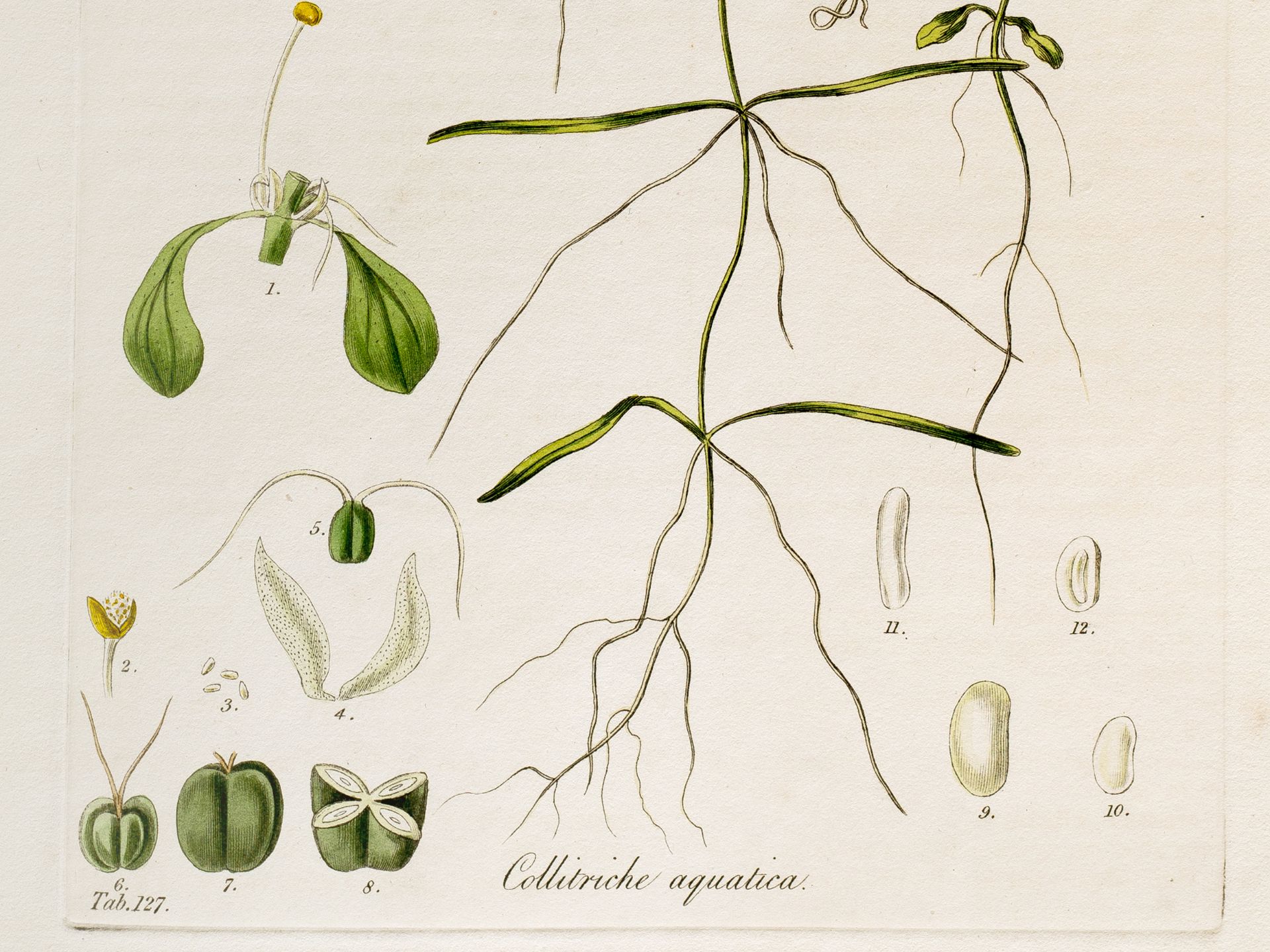 „Collitriche aquatica“ (Wasserpflanze), Tafel aus botanischem Manuskript - Bild 2 aus 2