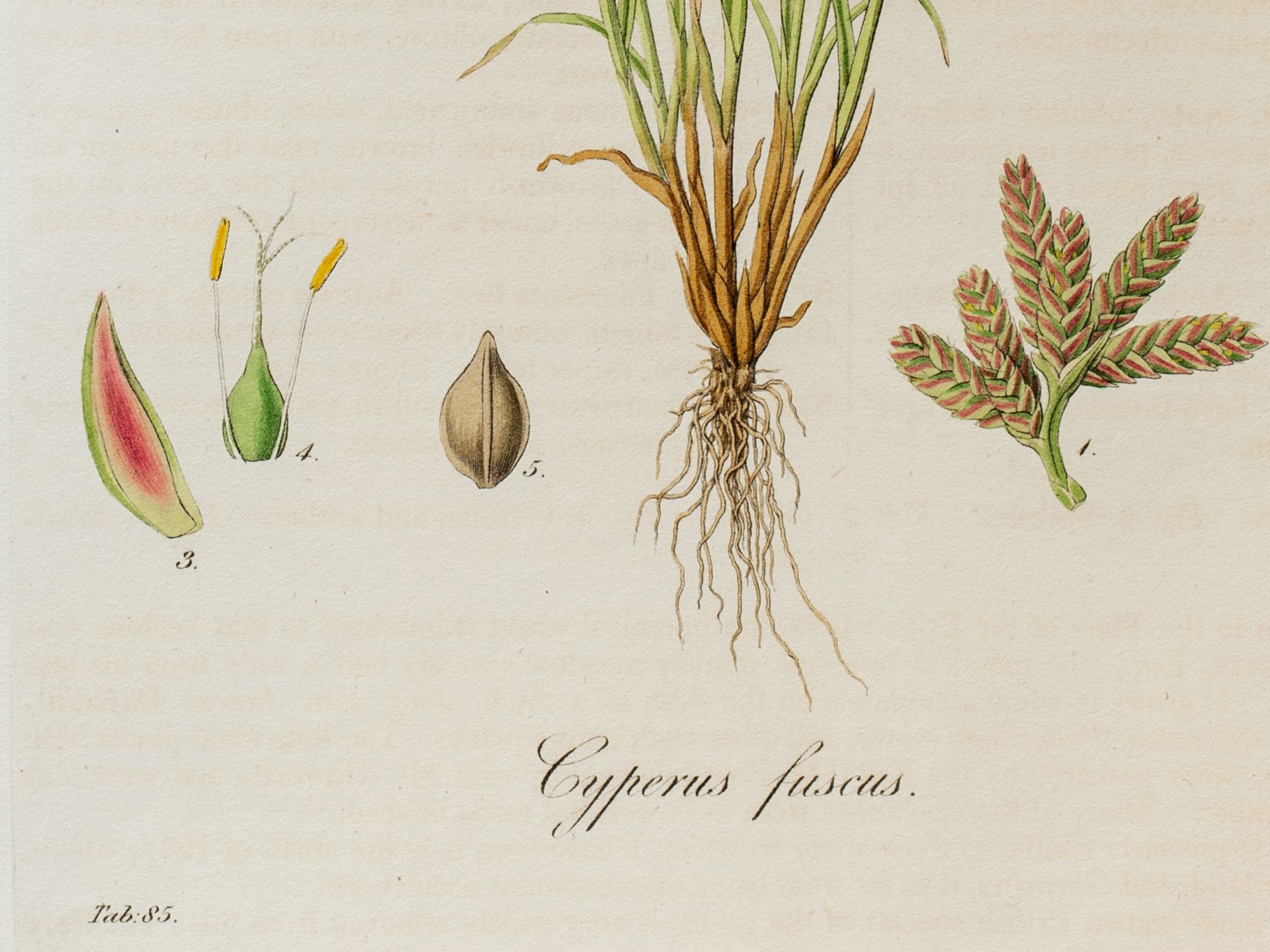 „Cyperus fuscus“ (Braunes Zypergras), Tafel aus botanischem Manuskript - Bild 2 aus 2