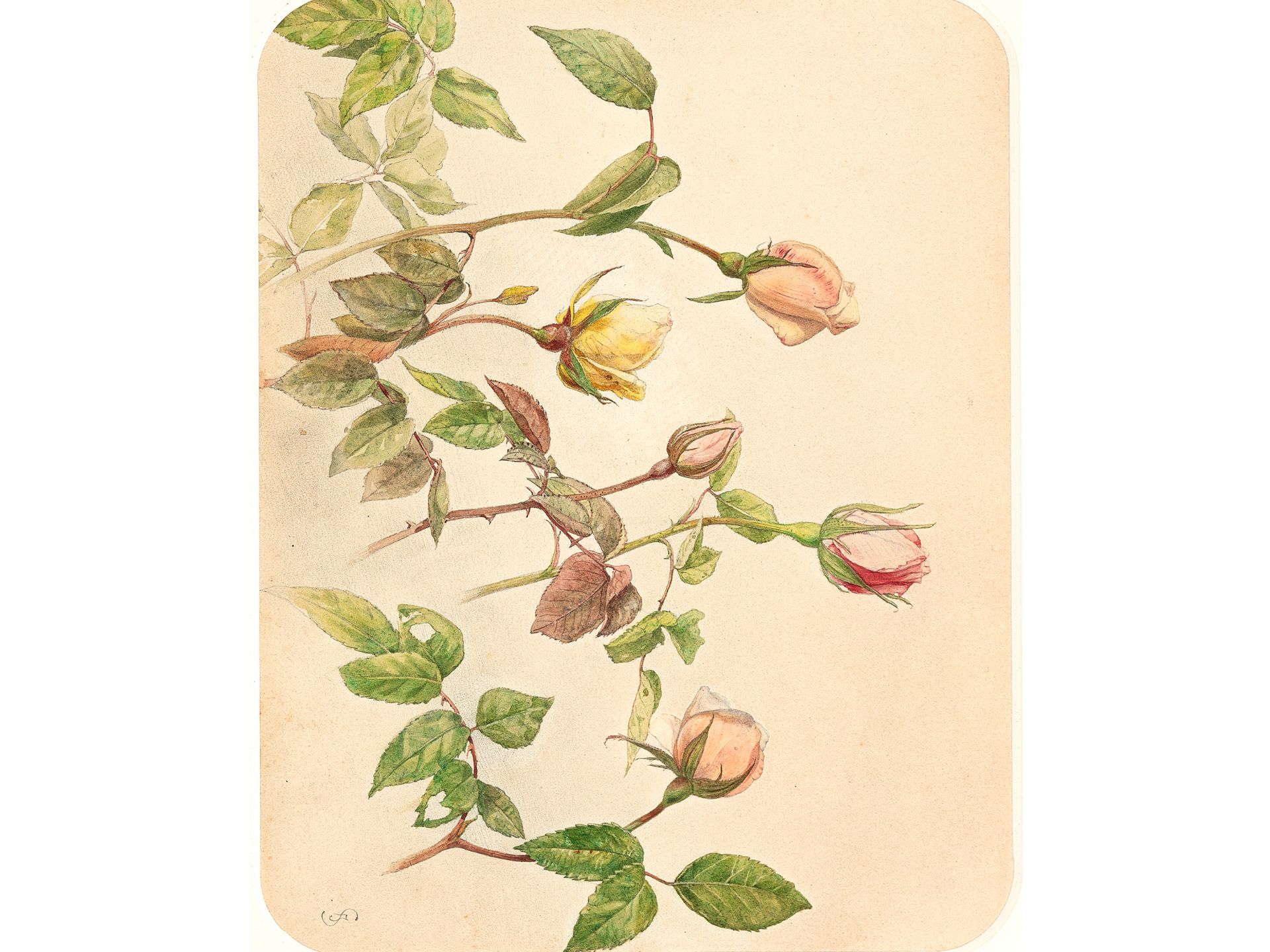 Josef Schuster, Grätz near Troppau 1812 - 1890 Vienna, Study sheet with roses