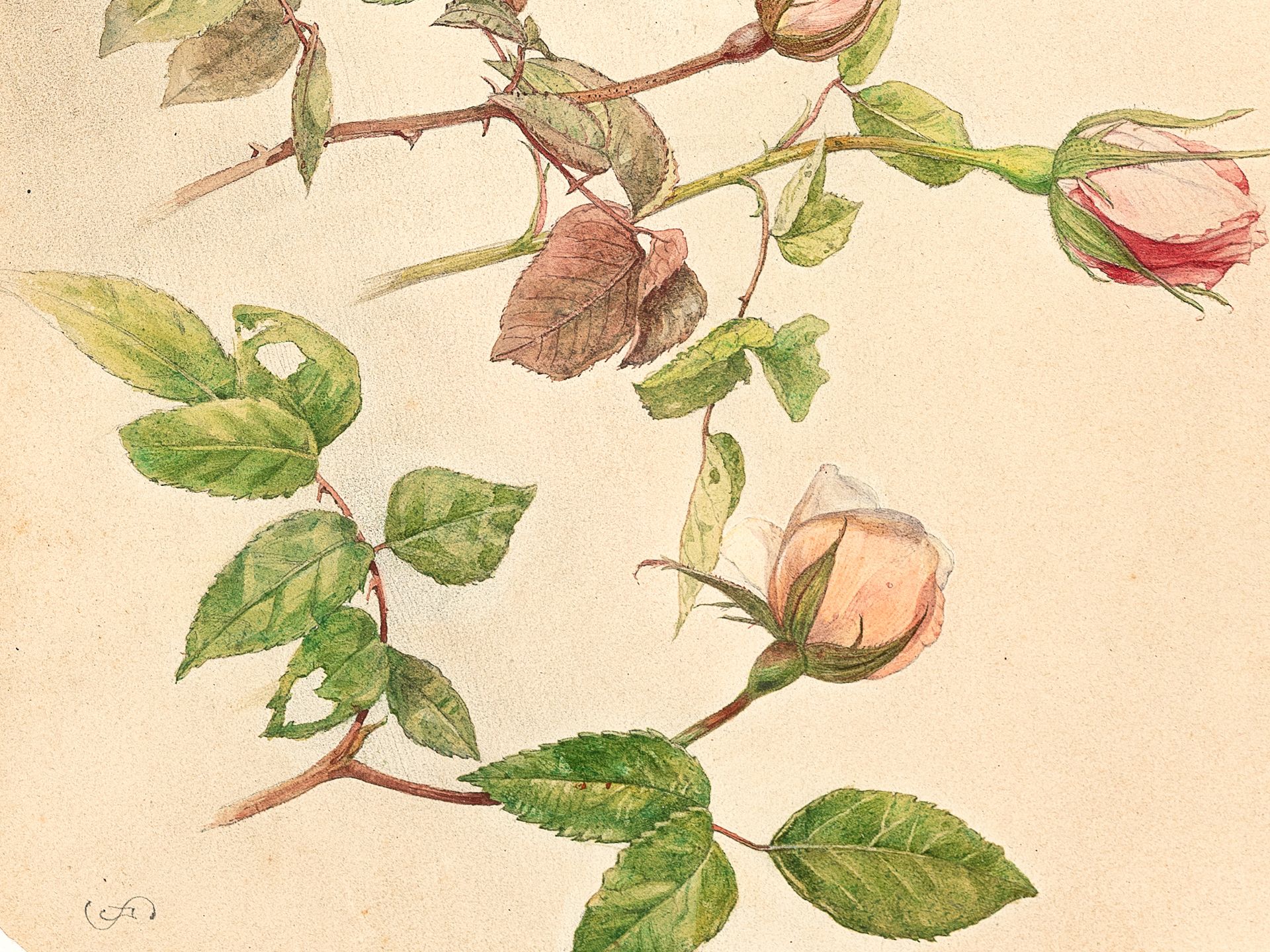 Josef Schuster, Grätz near Troppau 1812 - 1890 Vienna, Study sheet with roses - Image 3 of 4