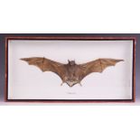 TAXIDERMY: A cased Epaulleted Bat, mounted with wings spread and mouth open, the glazed case 25.