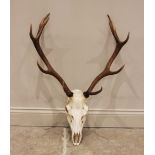 TAXIDERMY: A red deer skull with ten point antlers, unmounted, the antlers 66cm wide, the skull 39cm