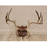 TAXIDERMY: A pair of shield mounted twenty two point reindeer antlers on partial skull, 20th