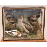 TAXIDERMY: A cased taxidermy display of large proportions, containing a common shelduck, a male