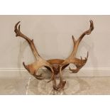 TAXIDERMY: A pair of palmate thirty four point Caribou antlers of large proportions, probably 19th