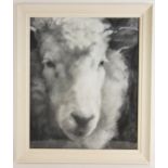 A Phelps (British school, 20th century), Portrait of a Herdwick sheep, Oil on paper, Signed lower
