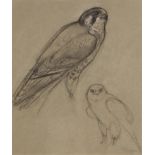 Charles Frederick Tunnicliffe R.A. (British, 1901-1979), 'Falcon', Charcoal and chalk studies on