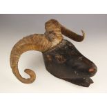 TAXIDERMY: A pair of skull cap mounted ram's horns, set to a naively carved and ebonised wooden