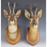 TAXIDERMY: A pair of roe deer heads, early 20th century, on oak shield mounts, one dated 1.11.